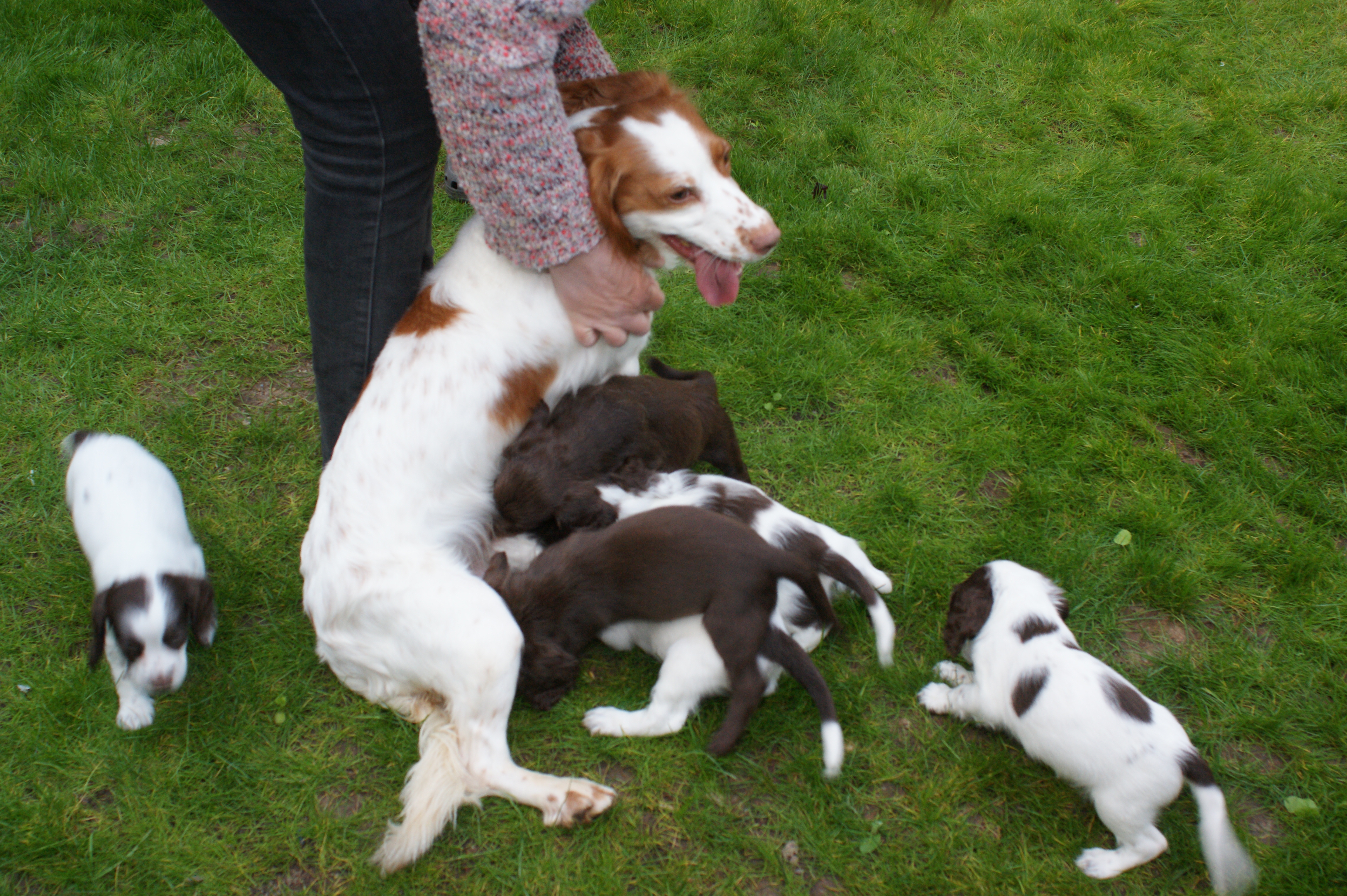 Willow with here pups