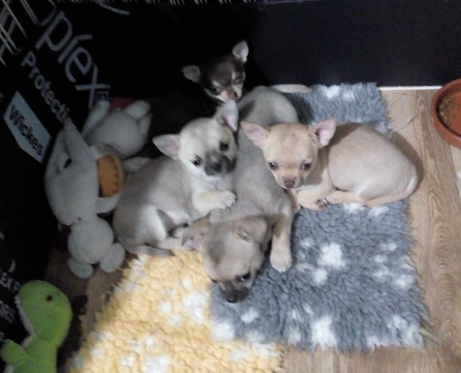 Puppies at nine weeks
