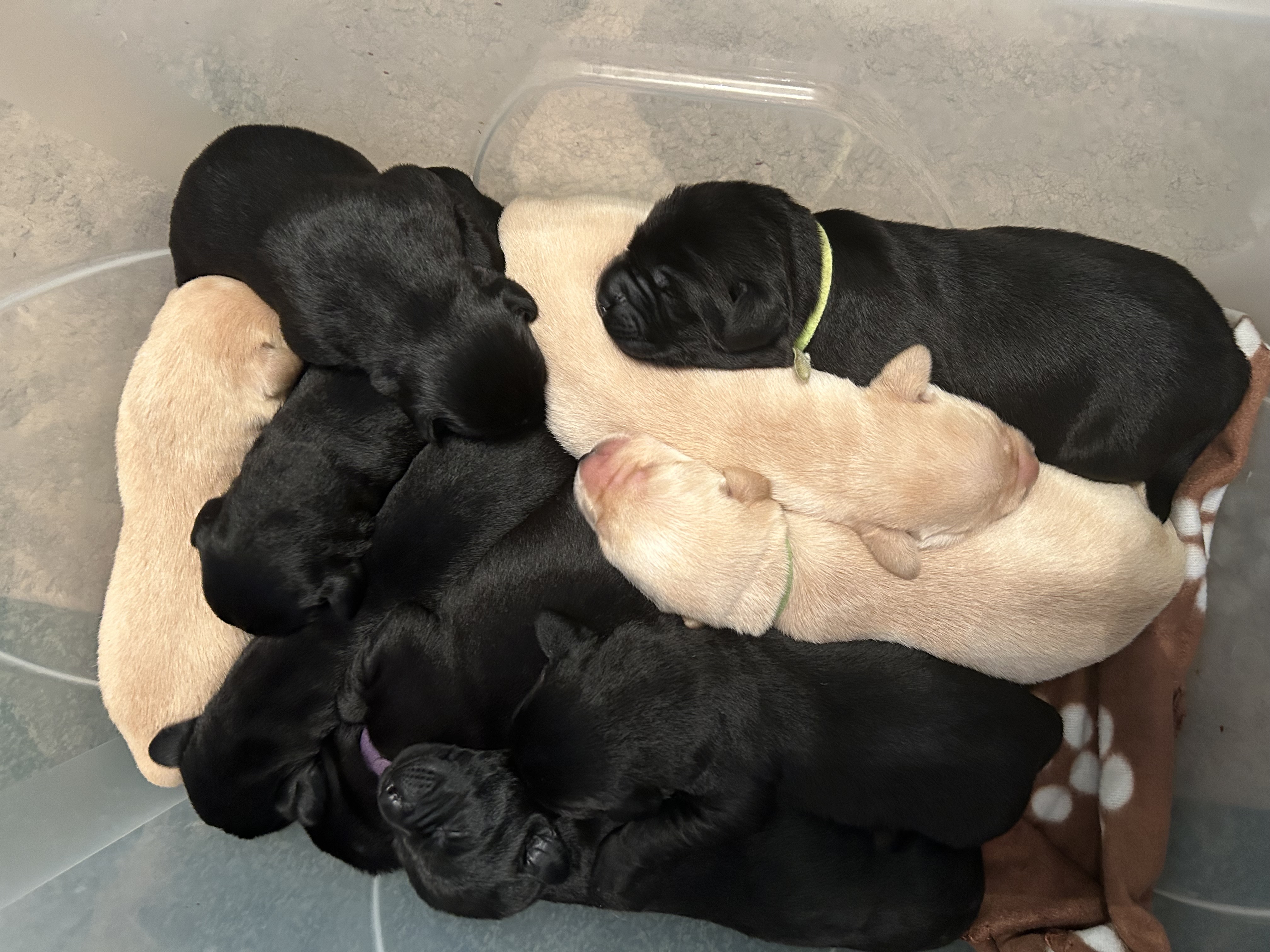 Bhreagh has given us a beautiful litter of 10 puppies. They are all strong healthy puppies.