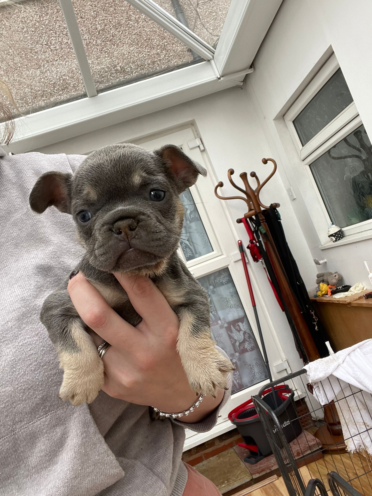 French bulldogs available 