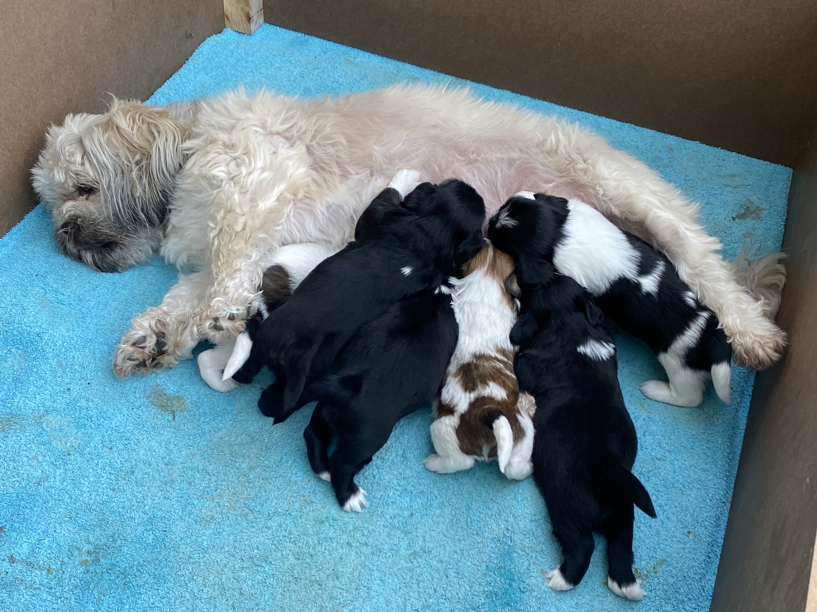 All pups with mum