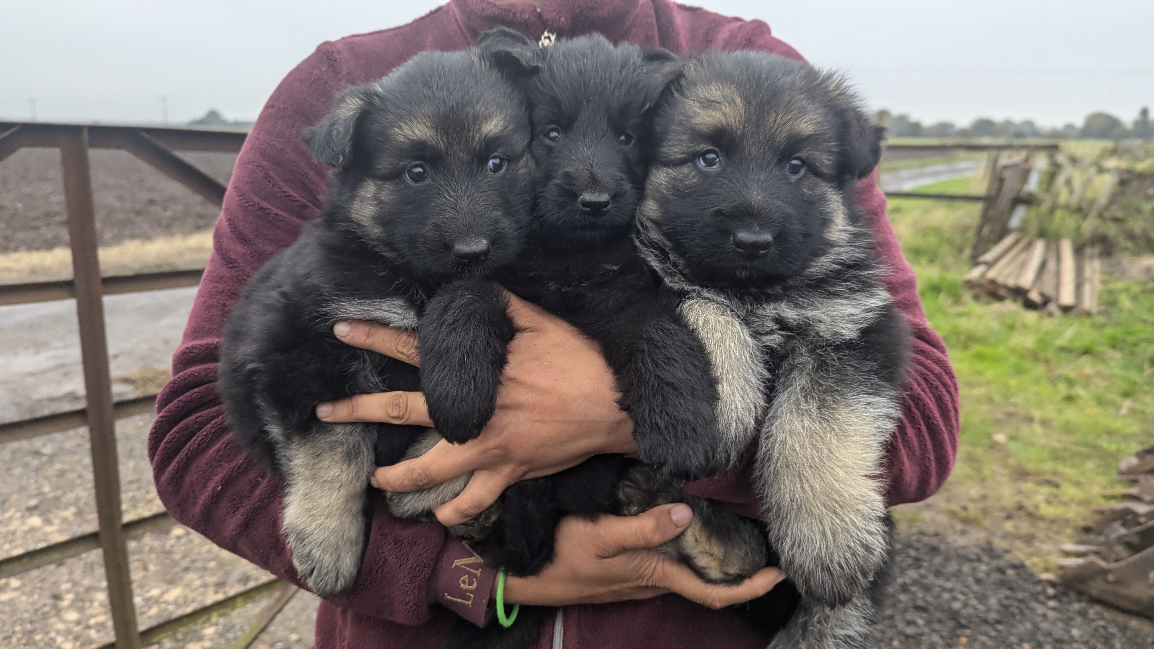 Beautiful long haired straight backed German shepherd puppies