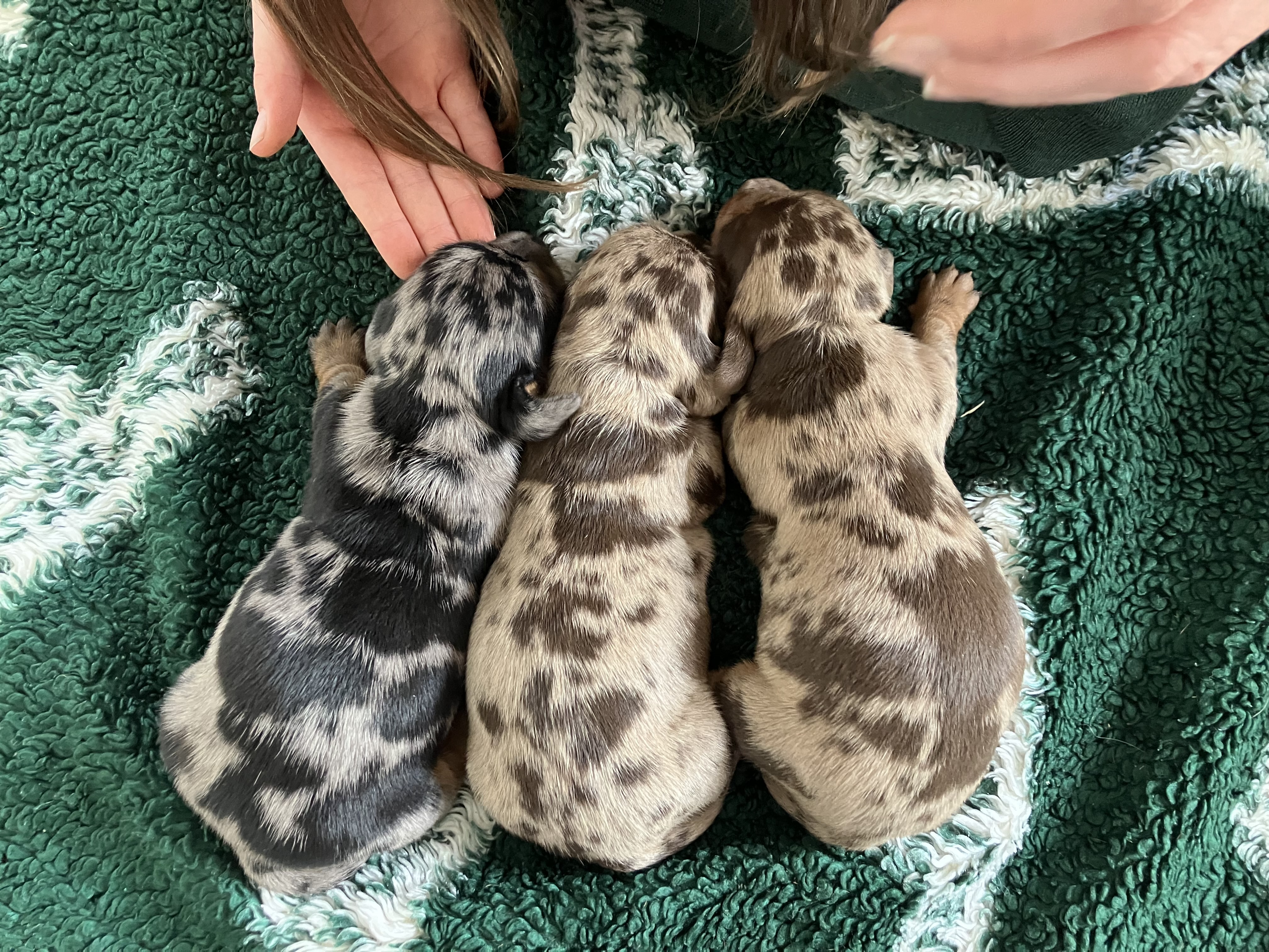 Puppies 1 week old 