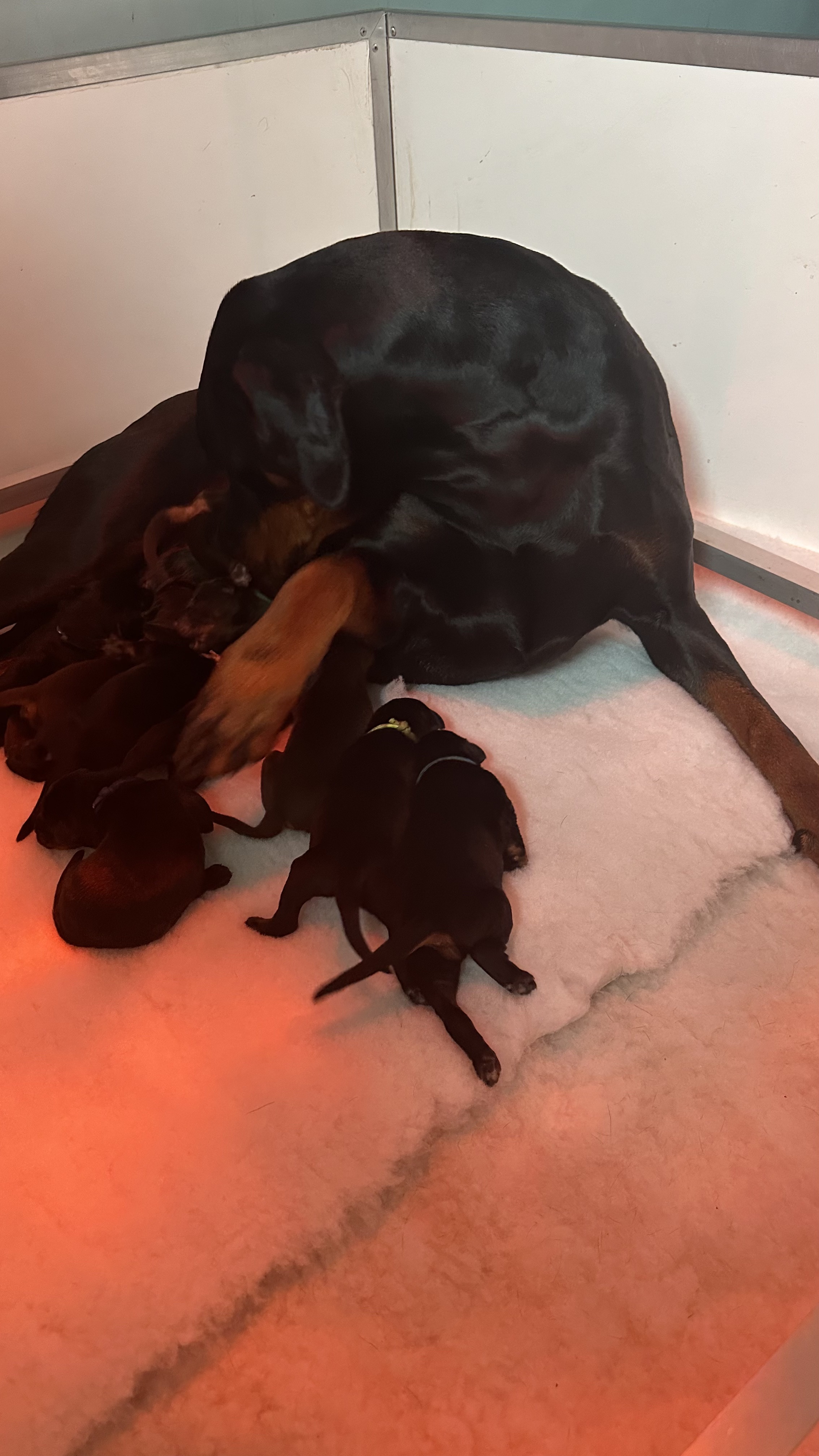 Saskia with her puppies