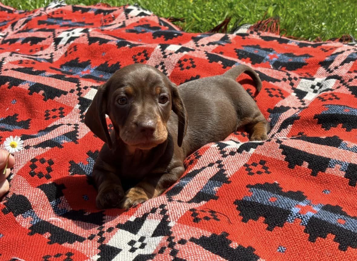 Choc and tan male puppy.