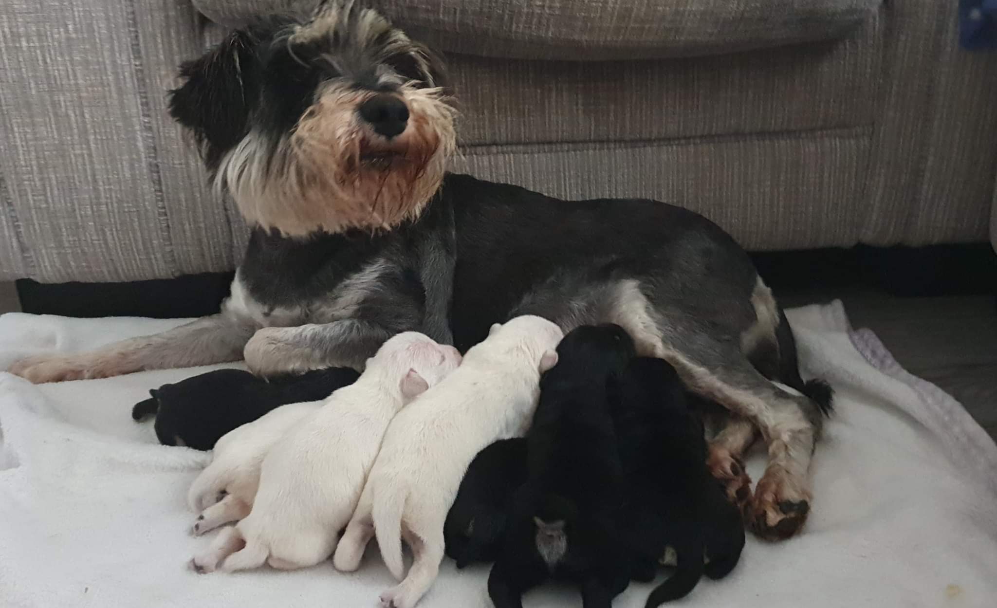 Mummy with her babies 🐾
