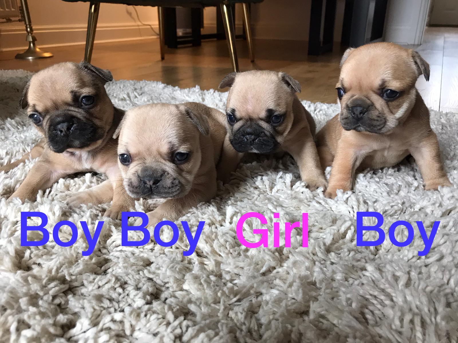 Traditional French Bulldog puppies for sale