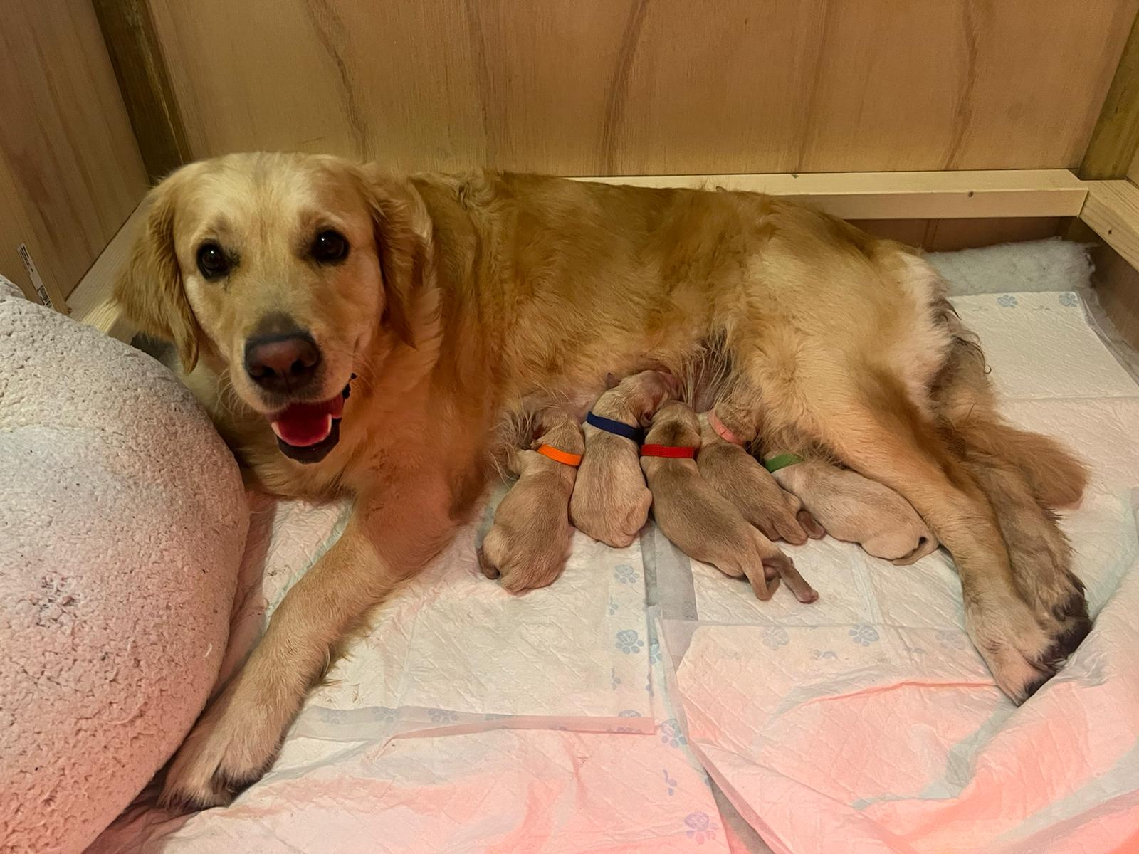 Willow with puppies at 1 day old