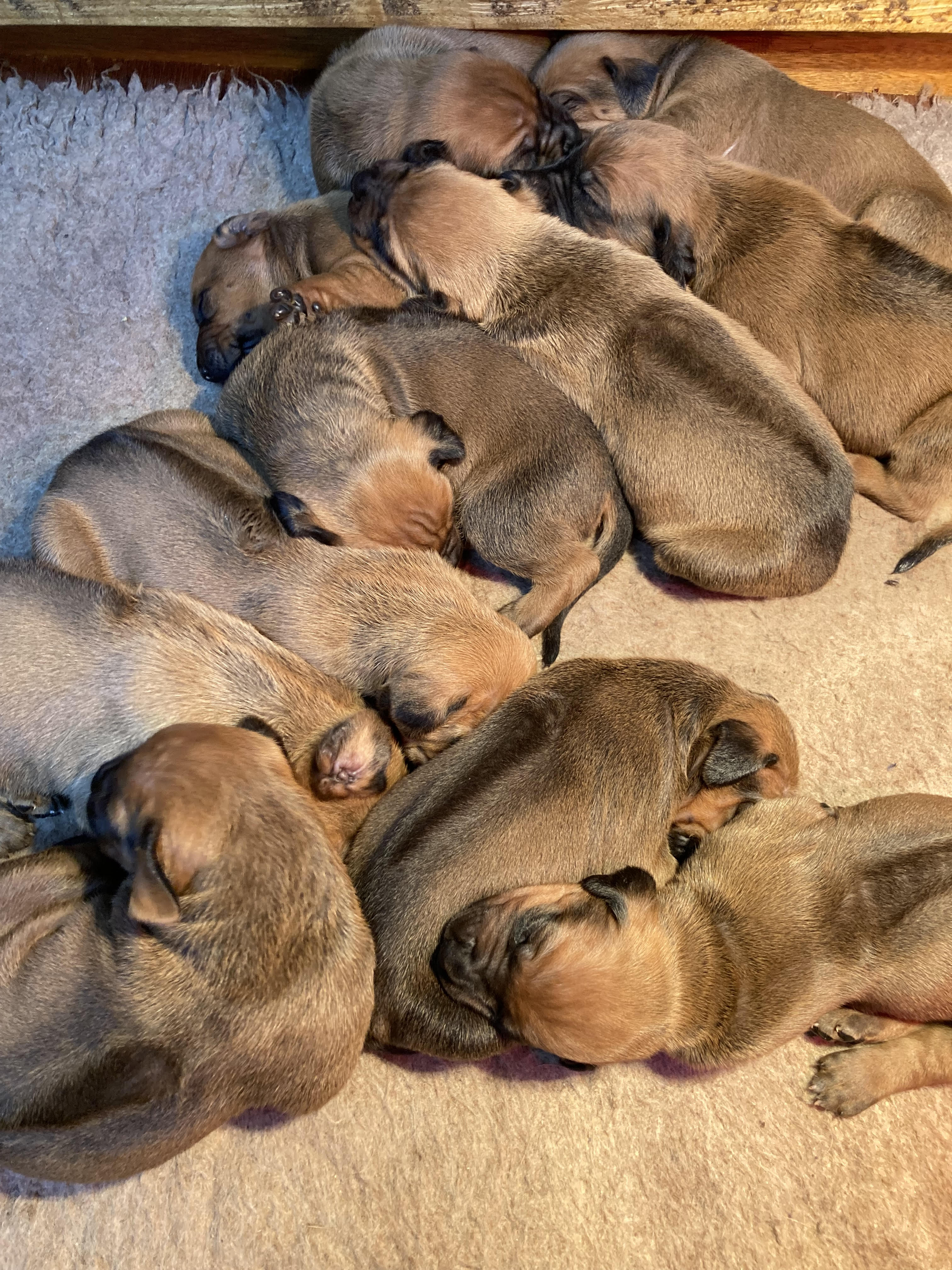 Eleven healthy puppies