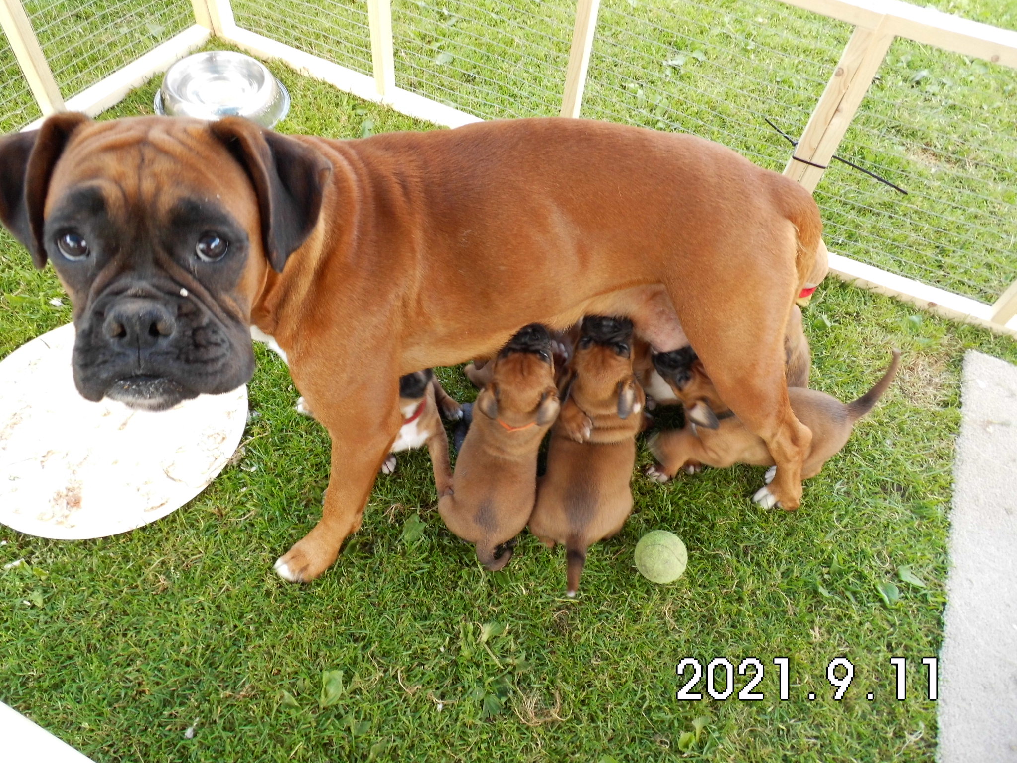 boxer puppies red black mask mum feed time