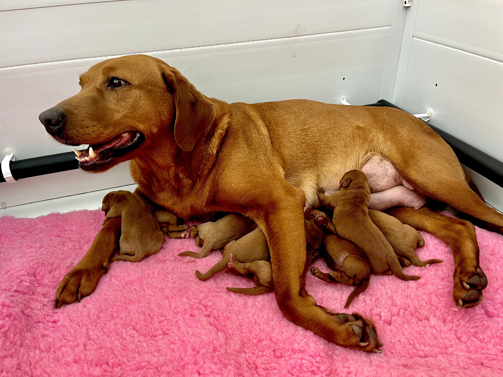 A proud mum with her special litter.