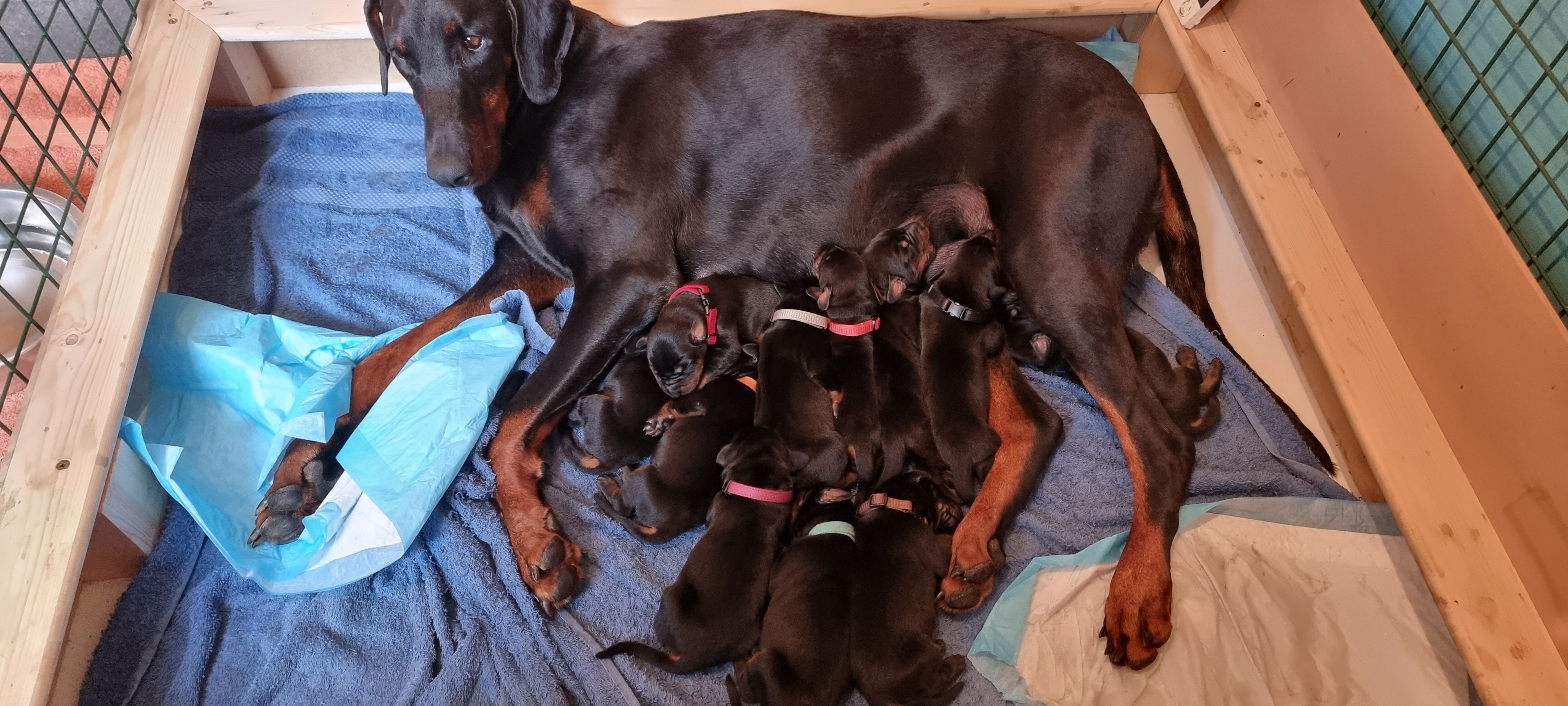 Mum & pups