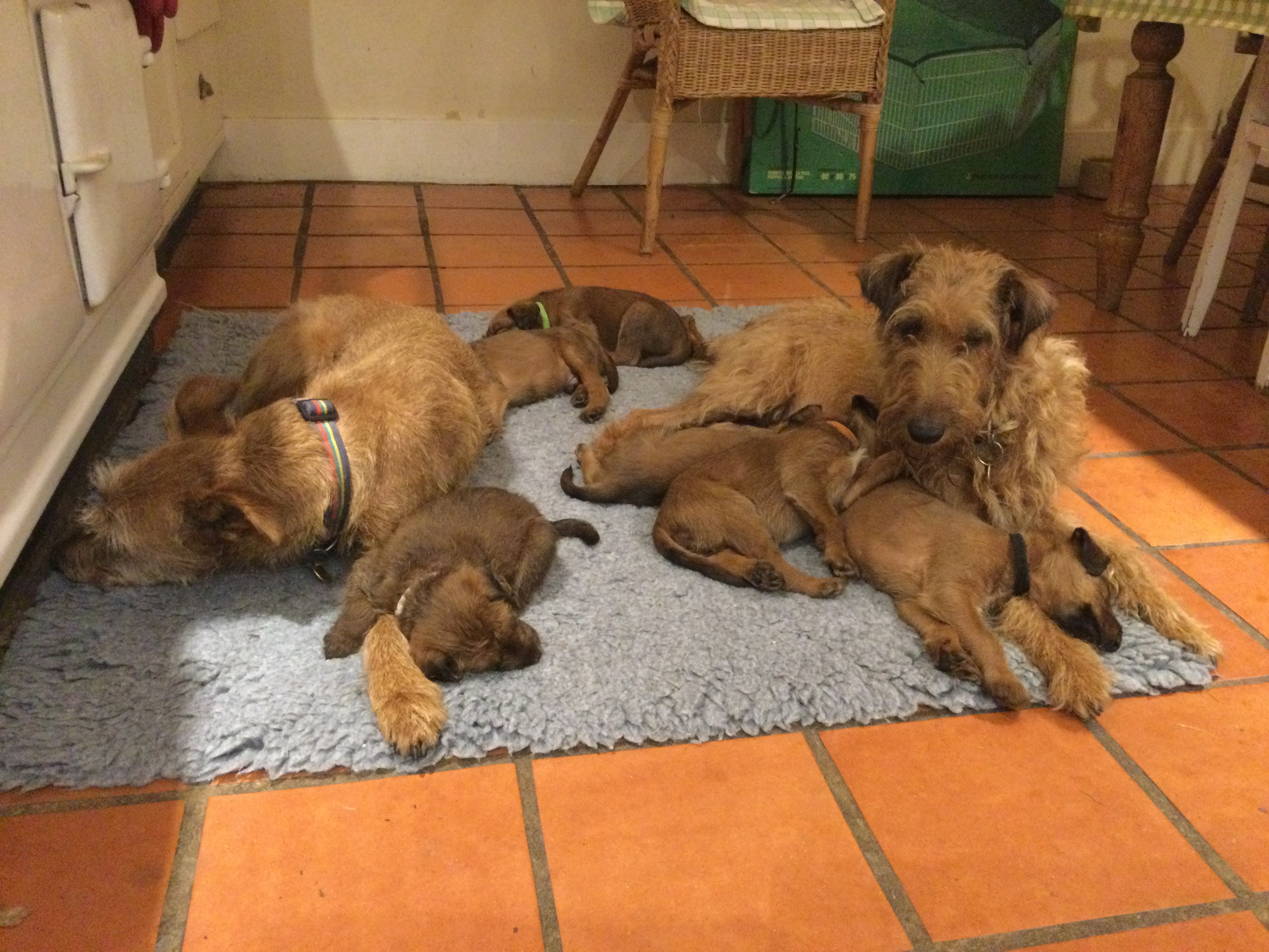 Ruby, puppies and ‘granny’ Lola.