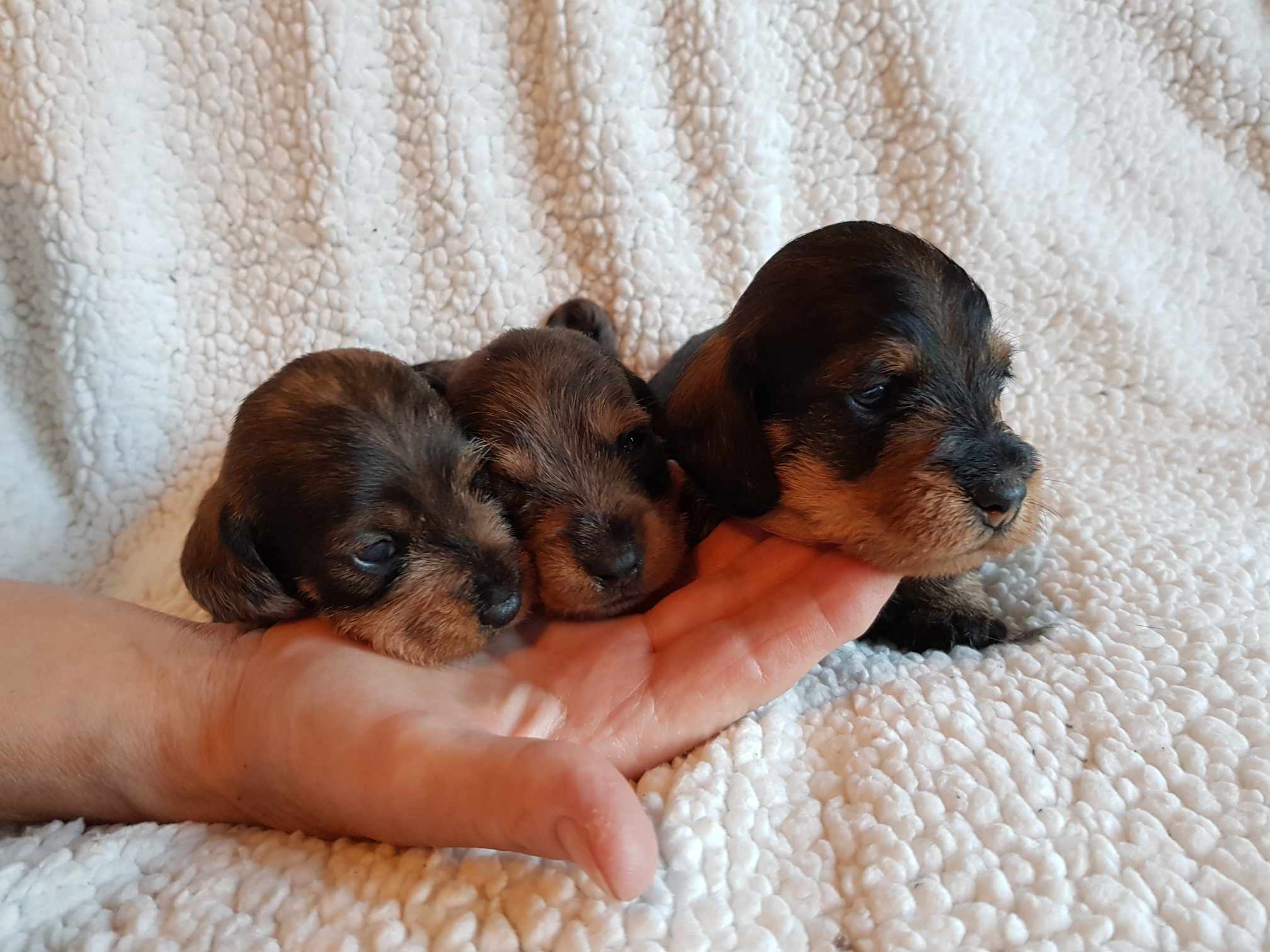 Pups at 3 weeks