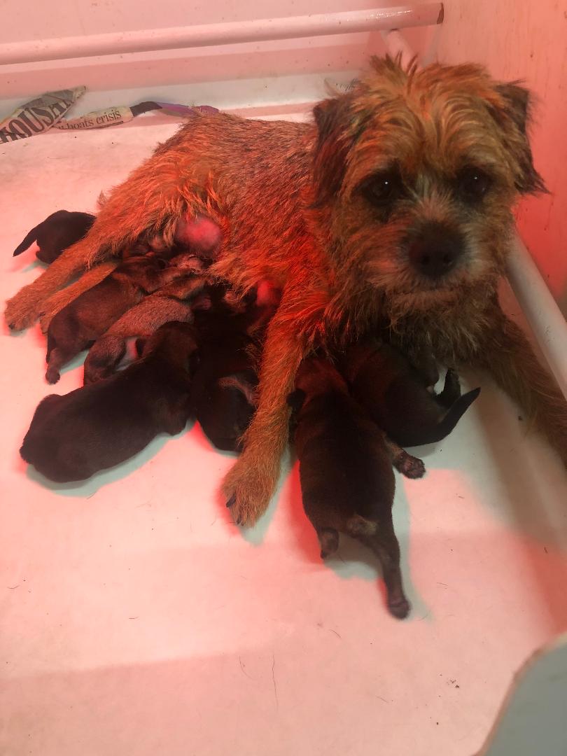 Mum and the pups