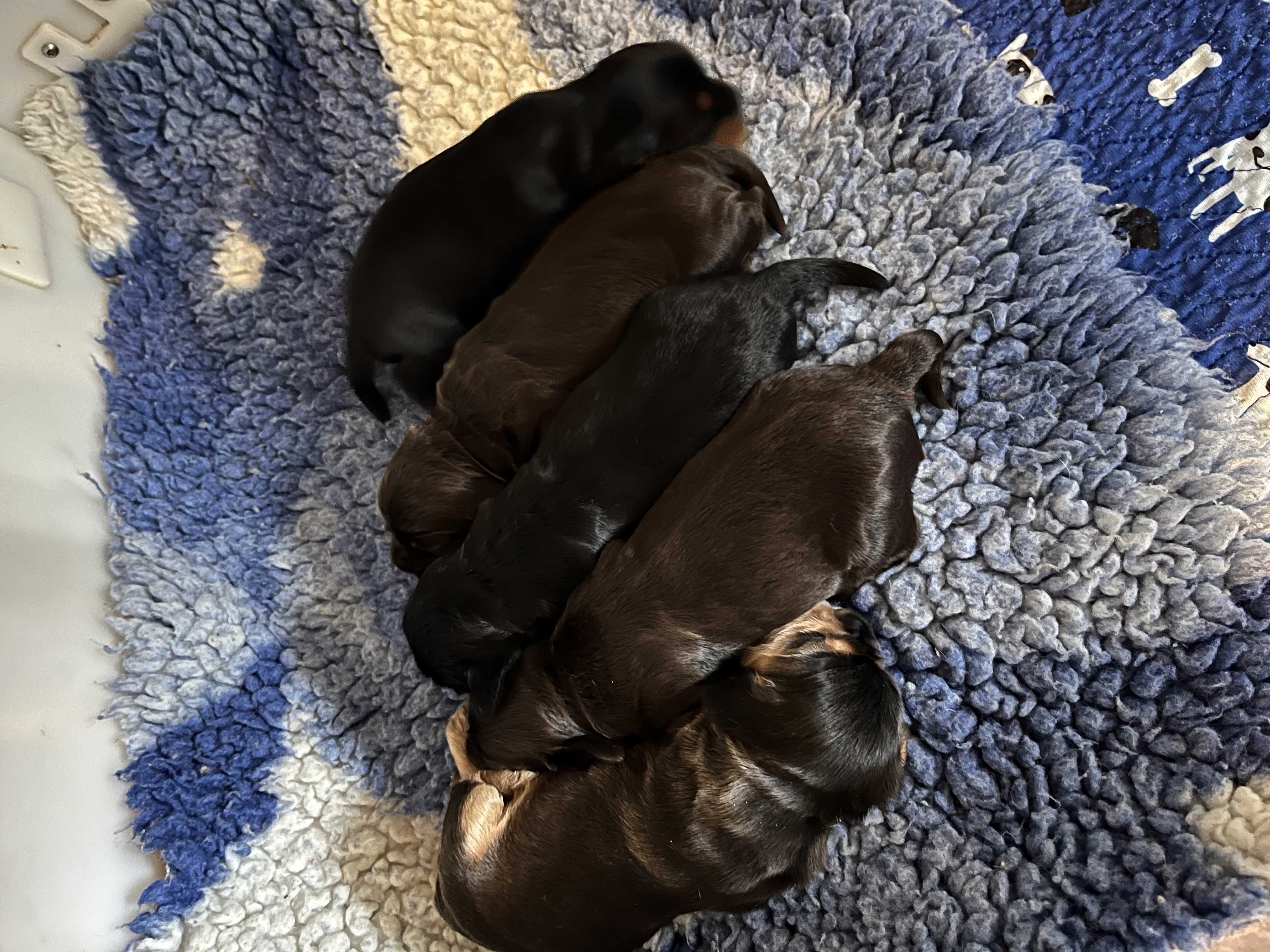 Our beautiful litter 