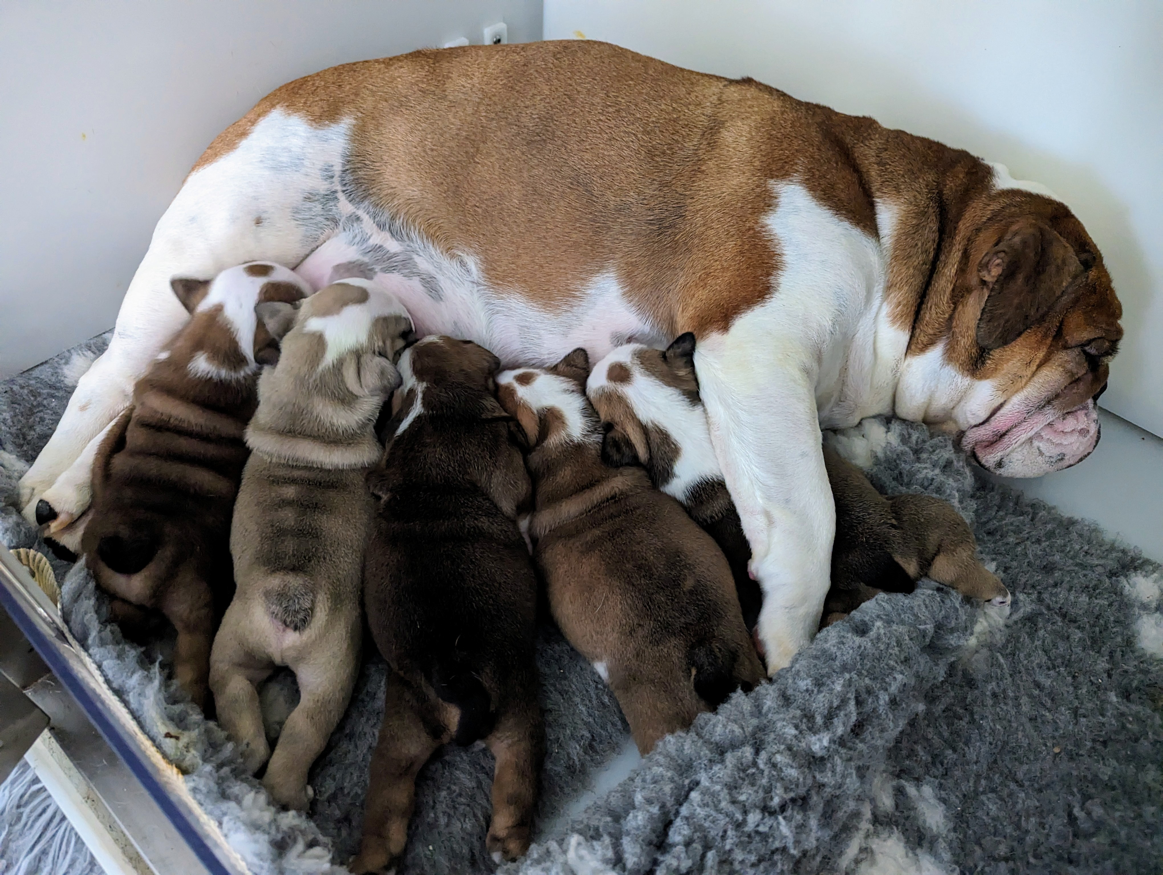 British Bulldog Feeding time 