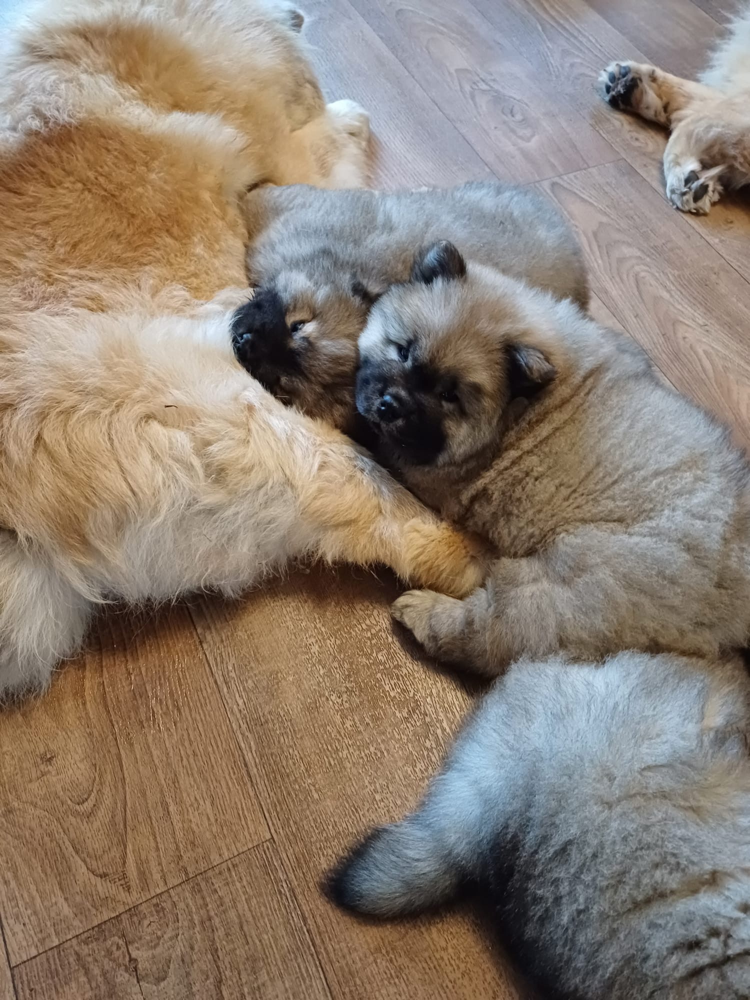 Puppies with mum