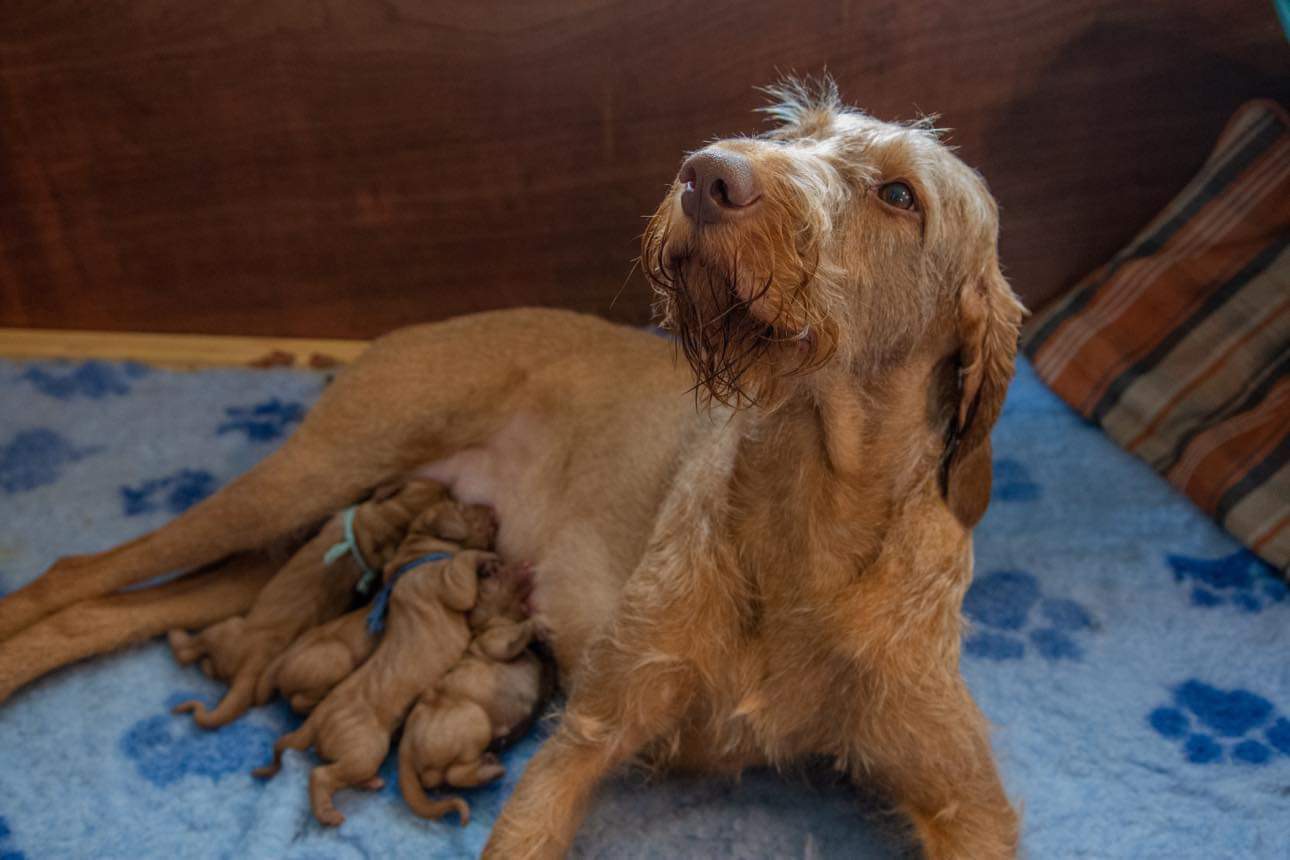 Agnes (Thoradale Native River) with her 1 day old puppies. 