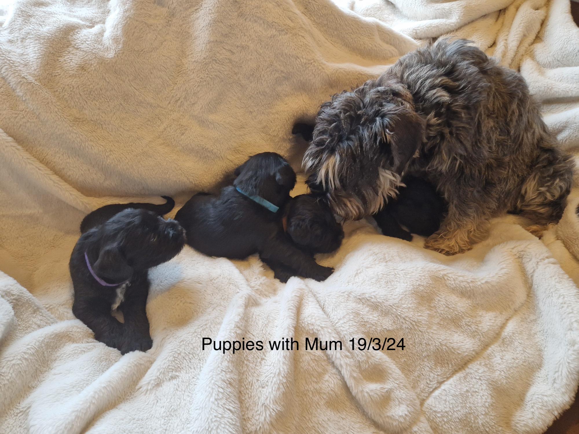 Pups with Mum