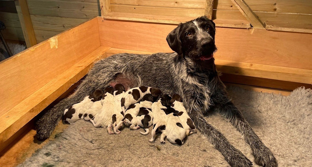 Gretel and pups