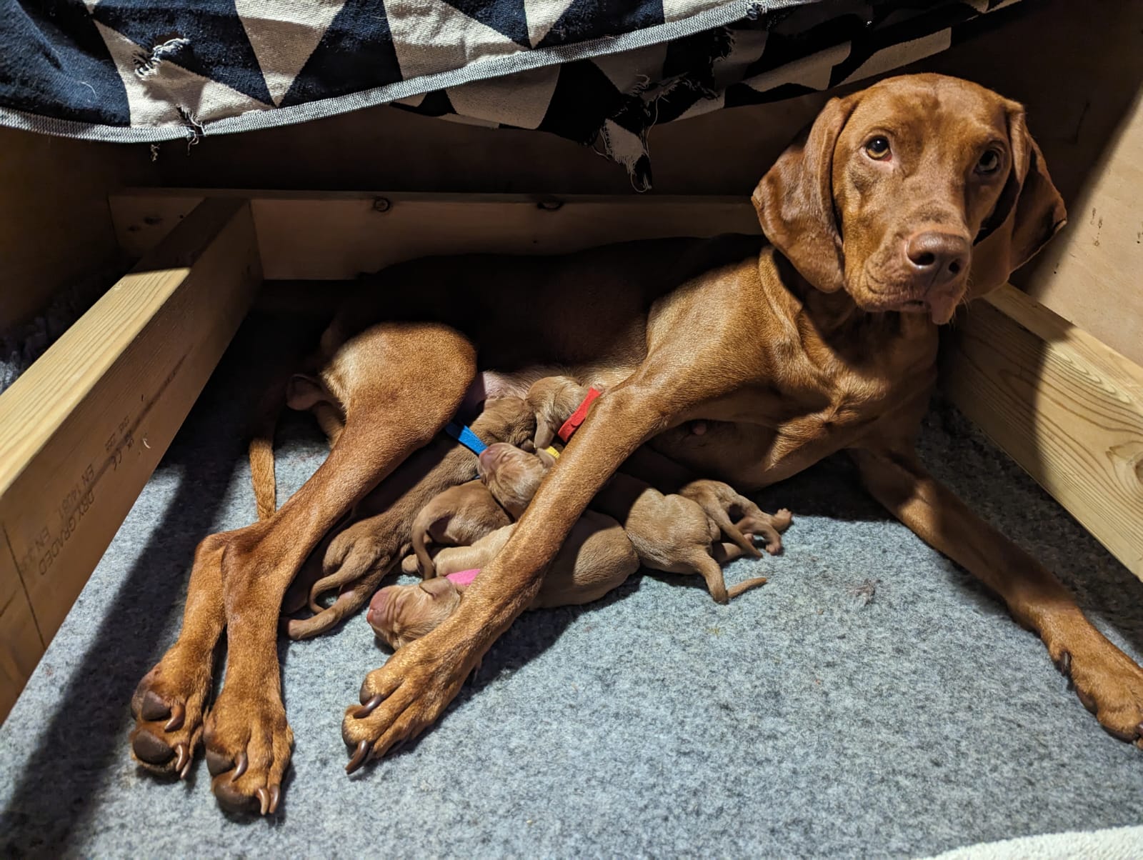 Juno and puppies