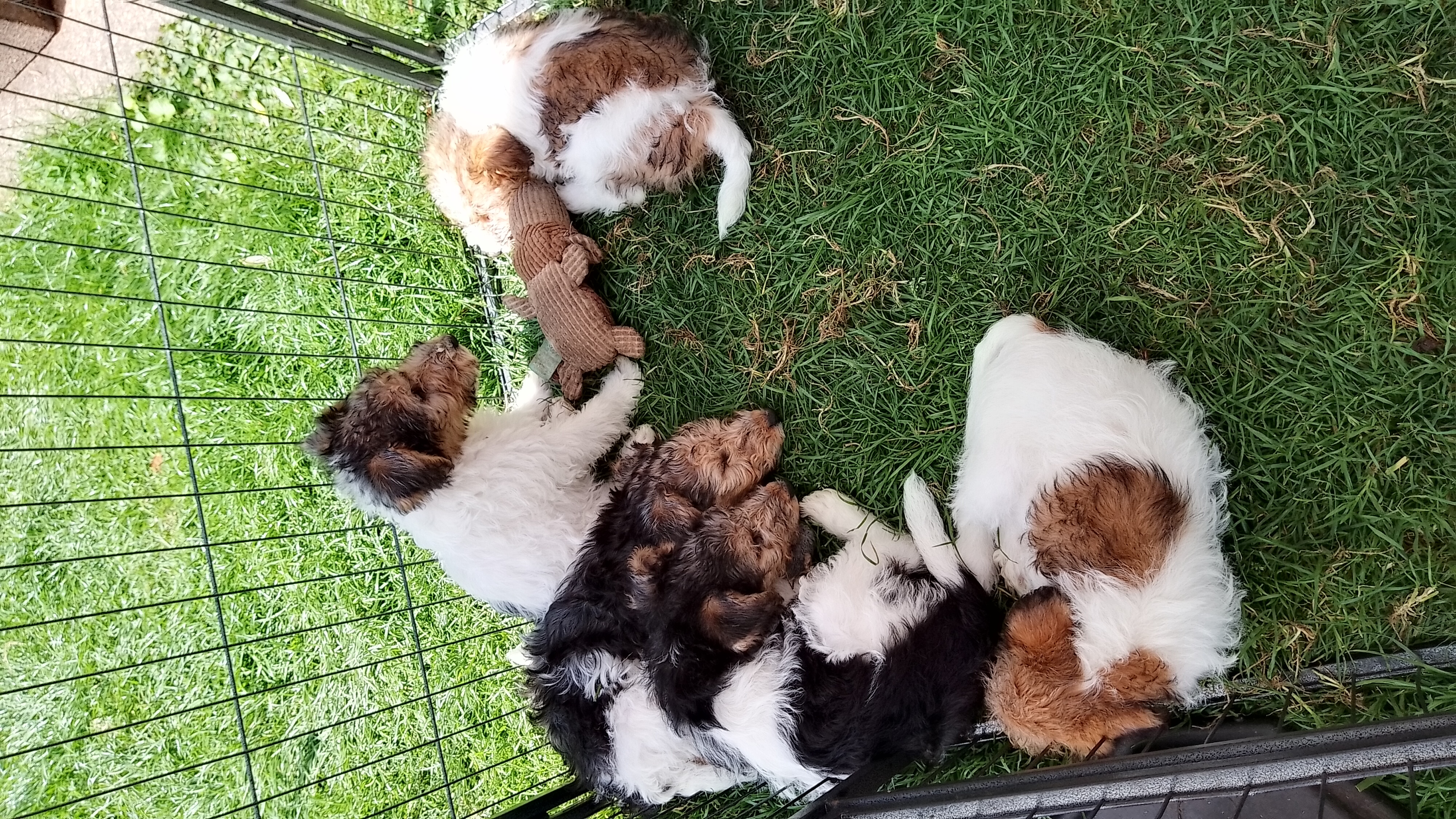 Puppies in playpen