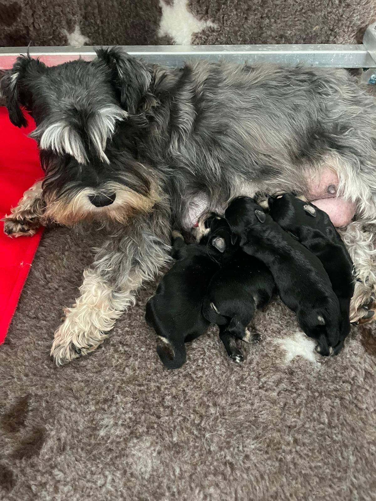 Mum with puppies. puppies will be eye tested