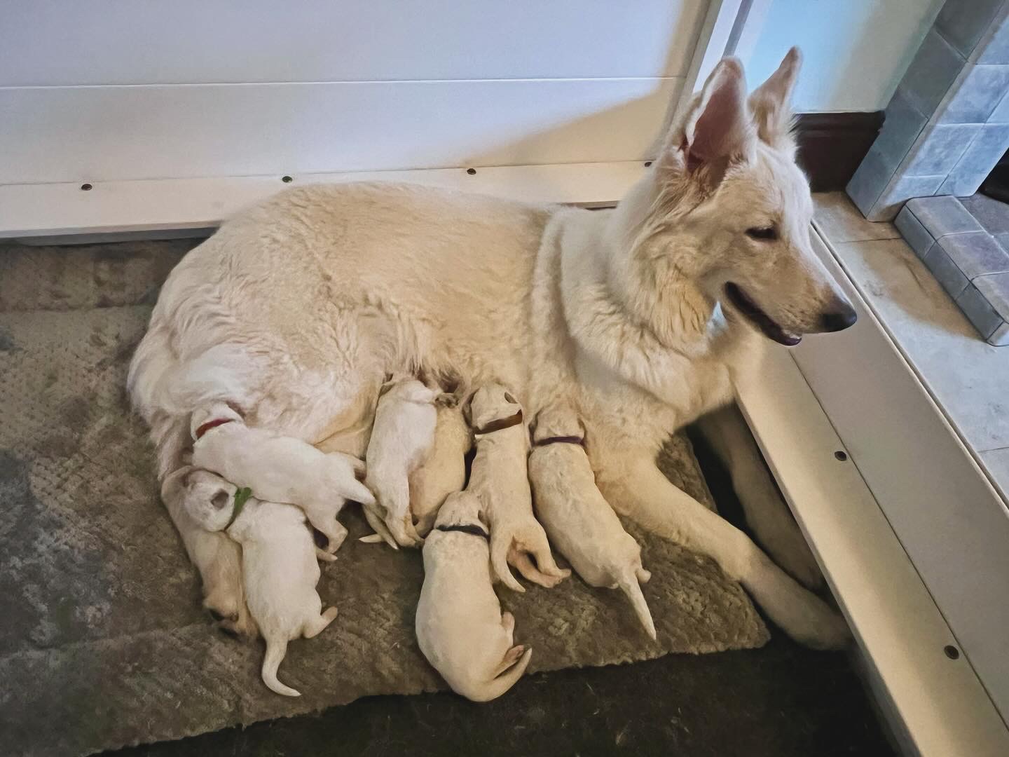 Mum and her brood