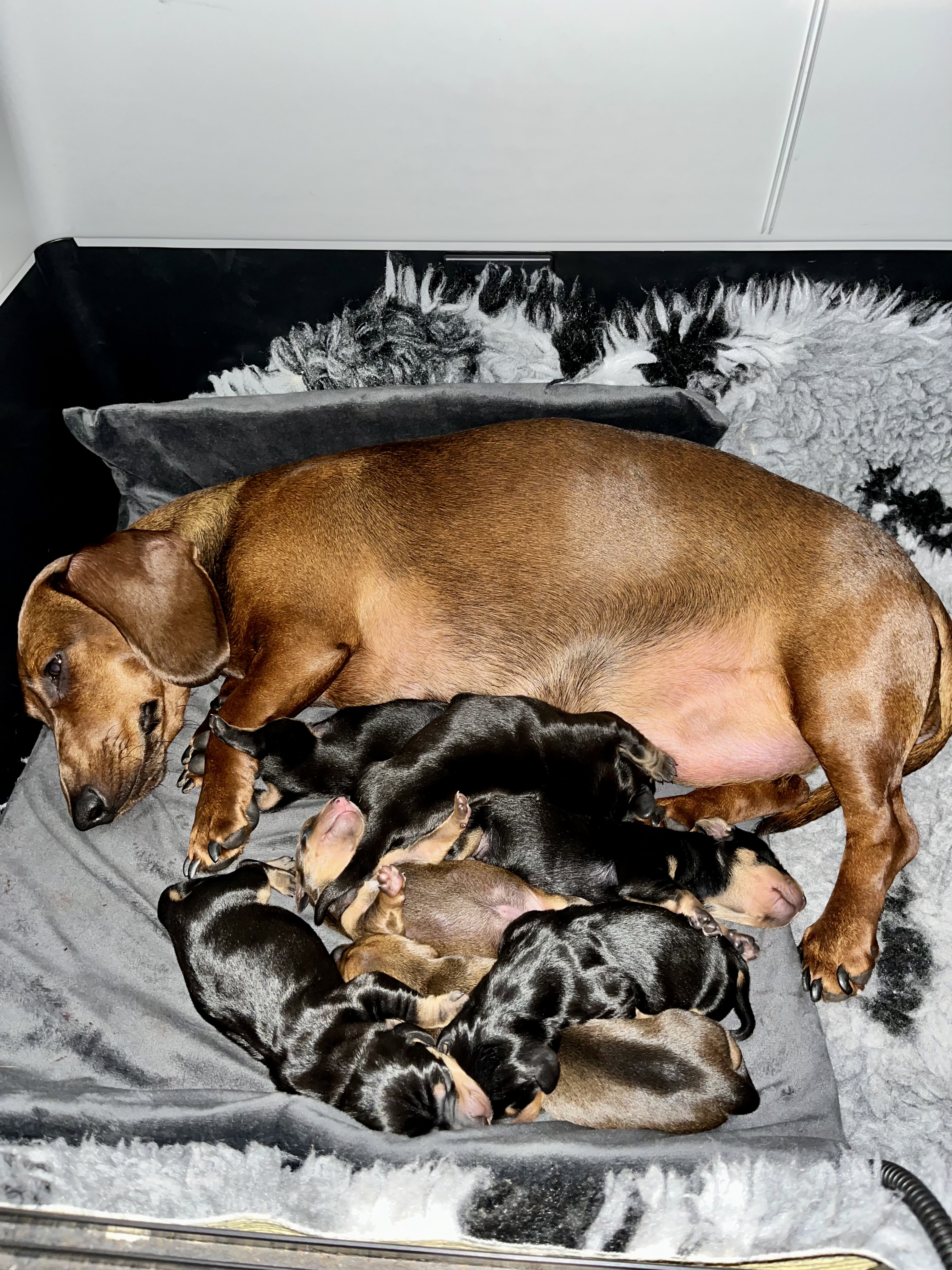Mum & Pups