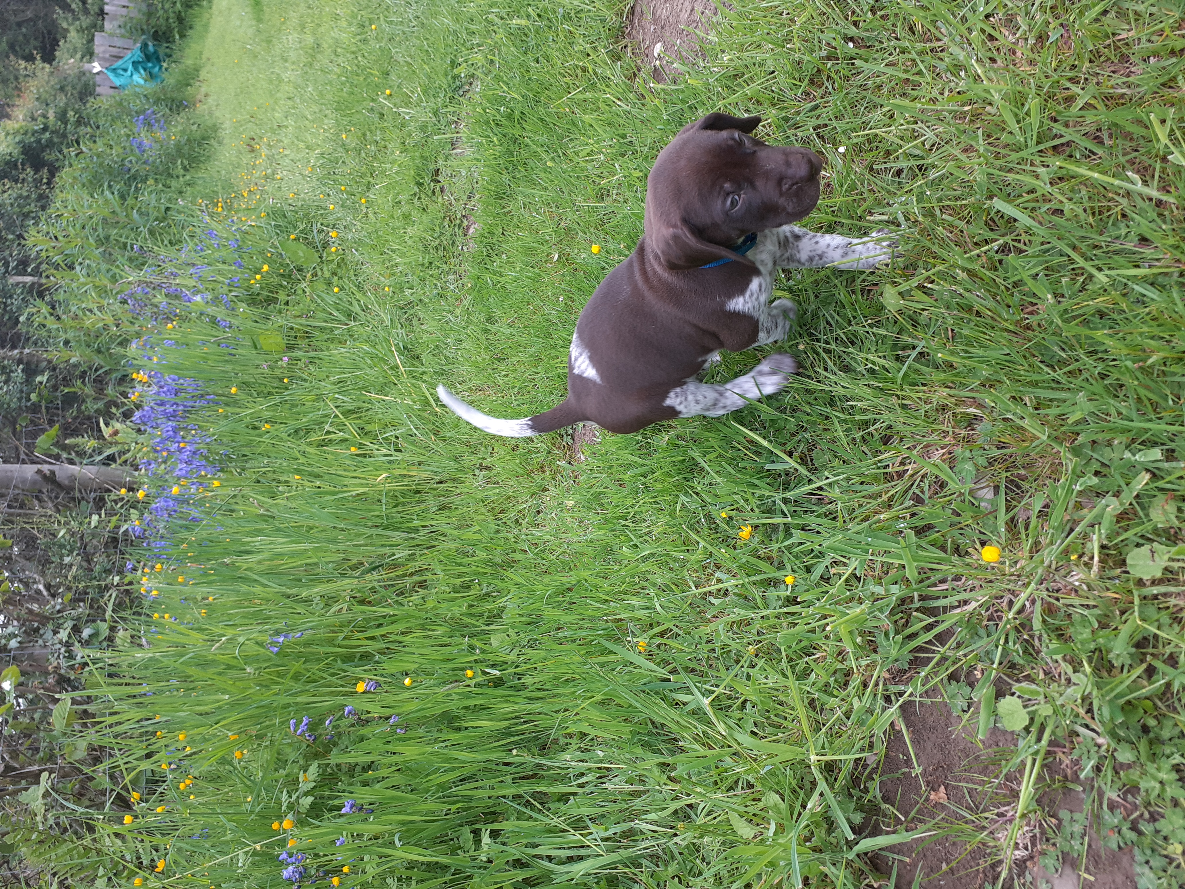 Mr Blue in the bluebells 