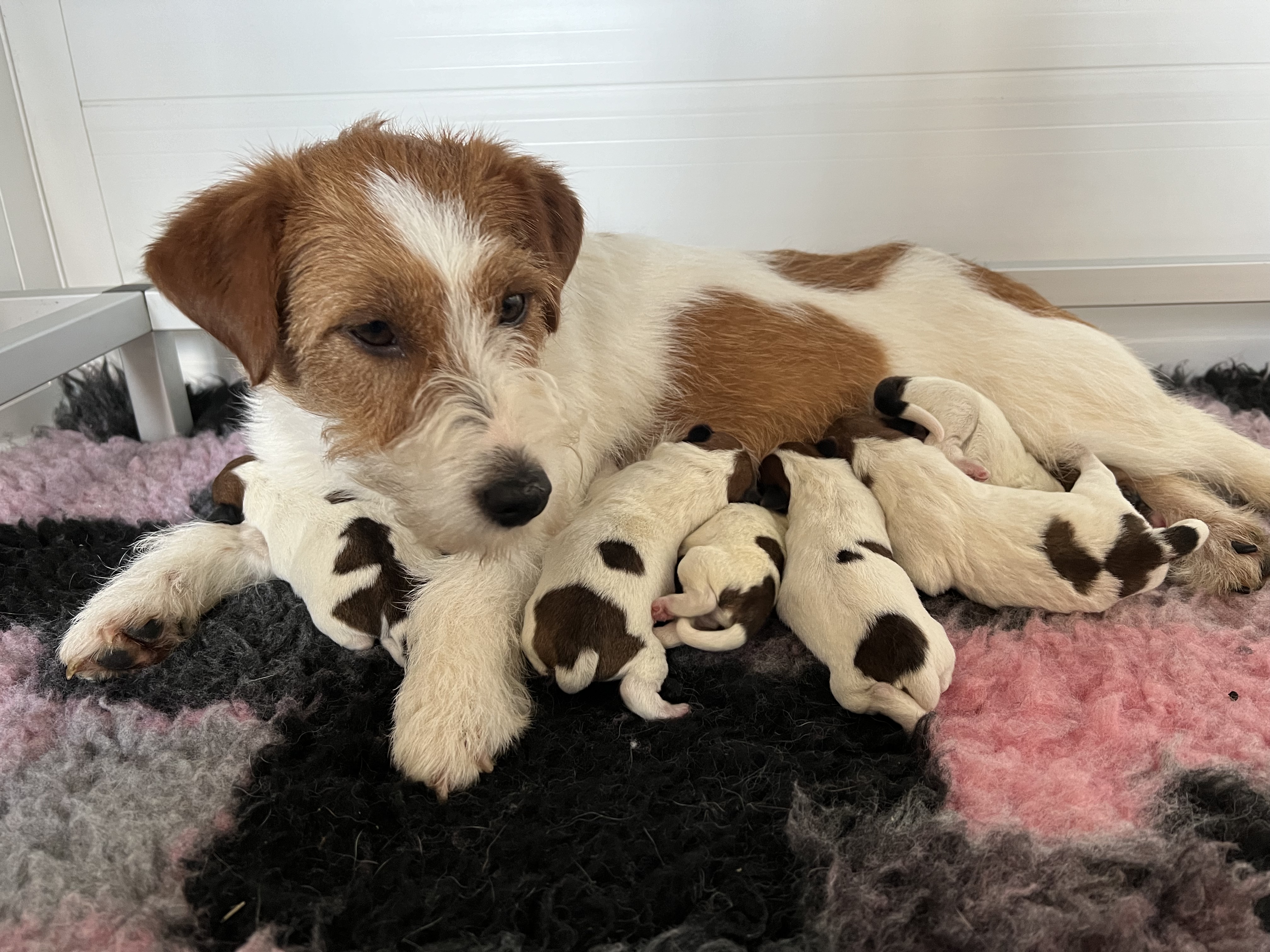 Fizz and her babies 