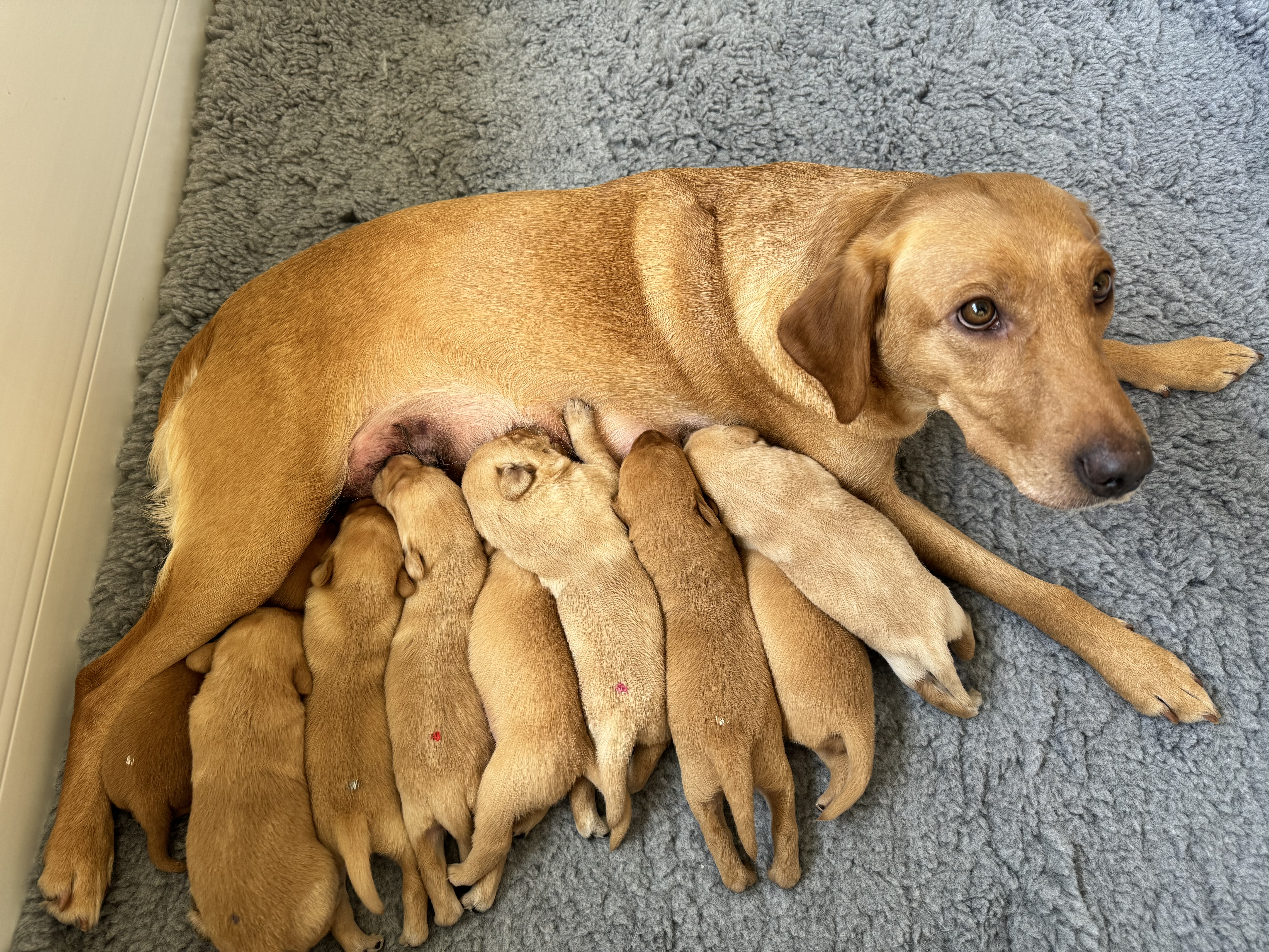 Labrador Retrievers, 2 dogs available
