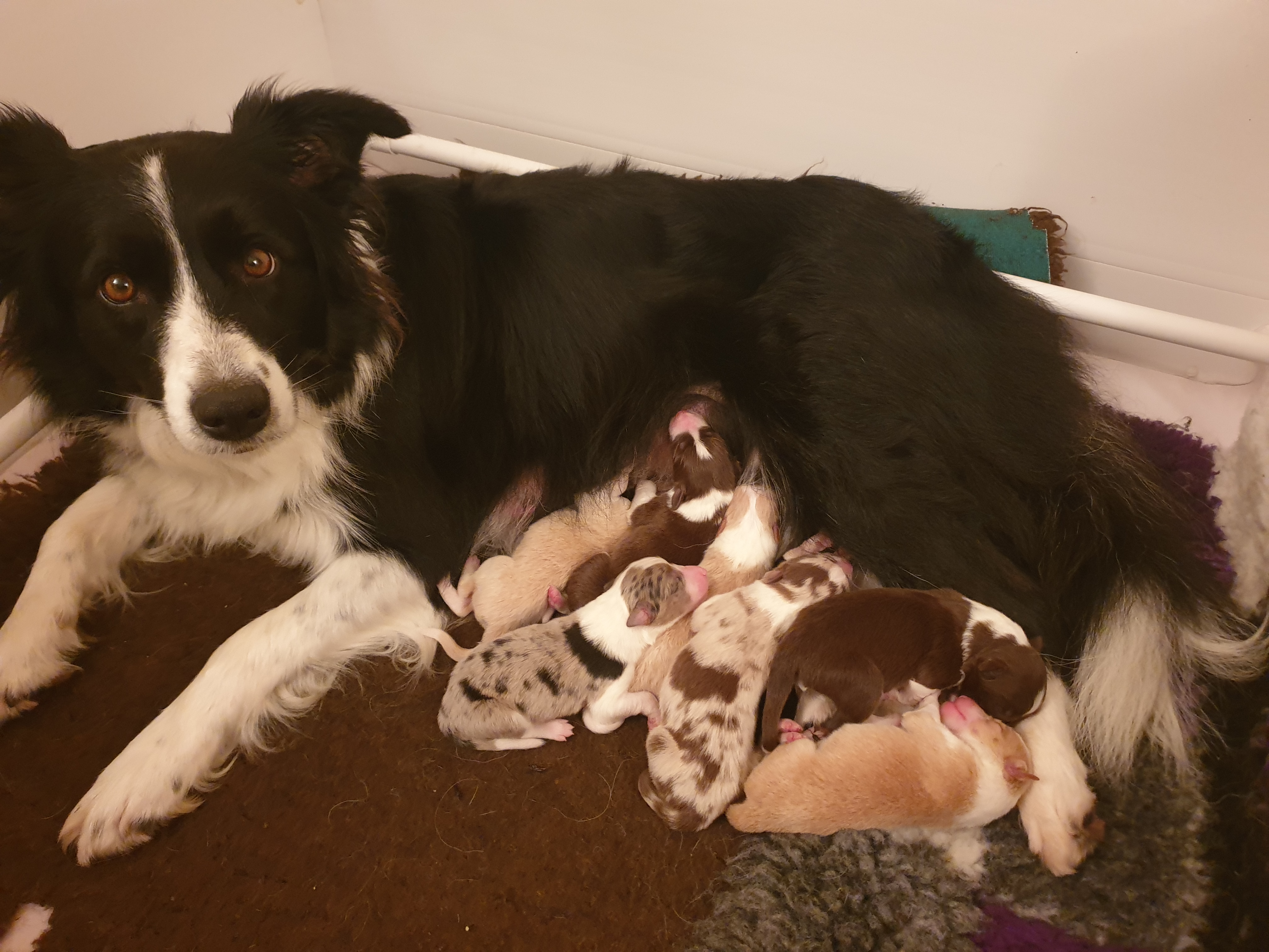 Mum and Pups