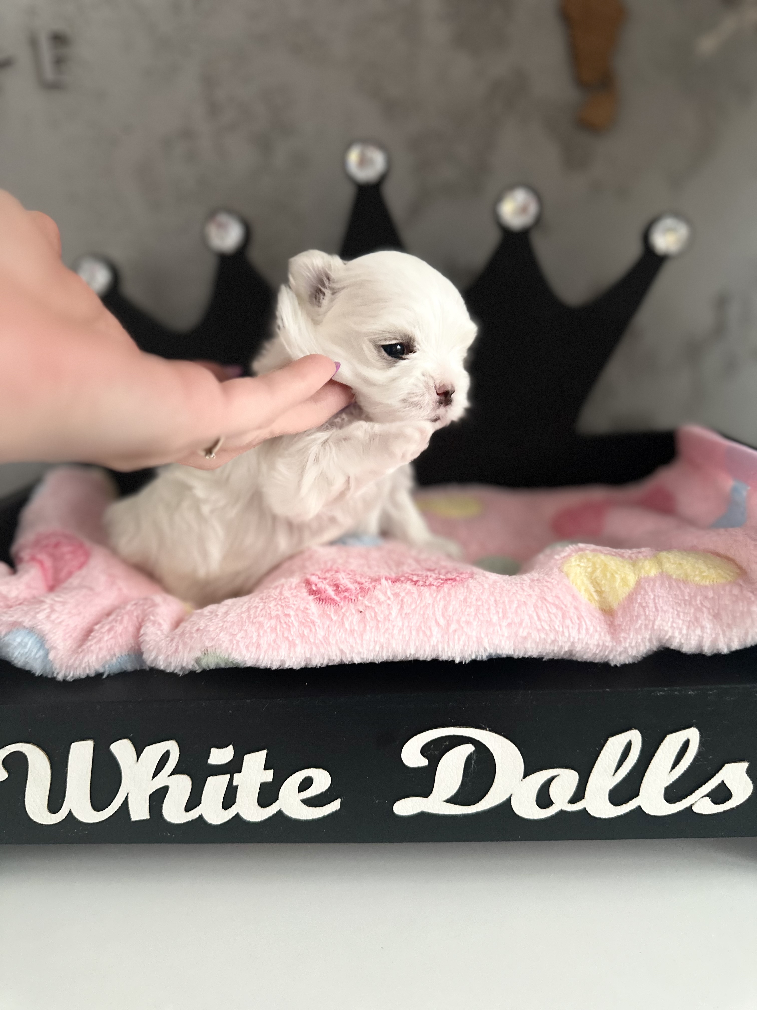 Korean Maltese Sweet baby comes from Top lines