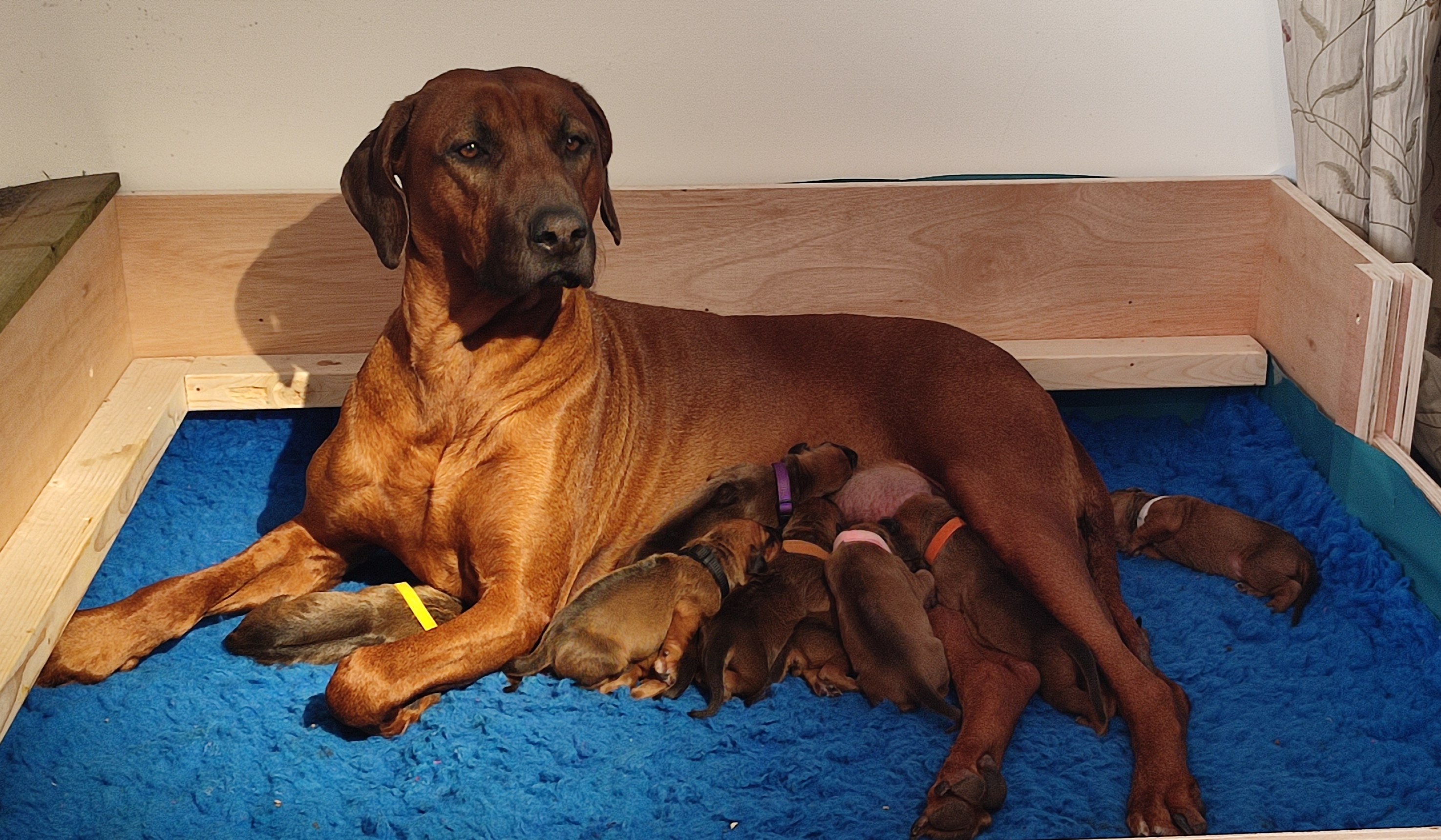 Thandi with newborn puppies 