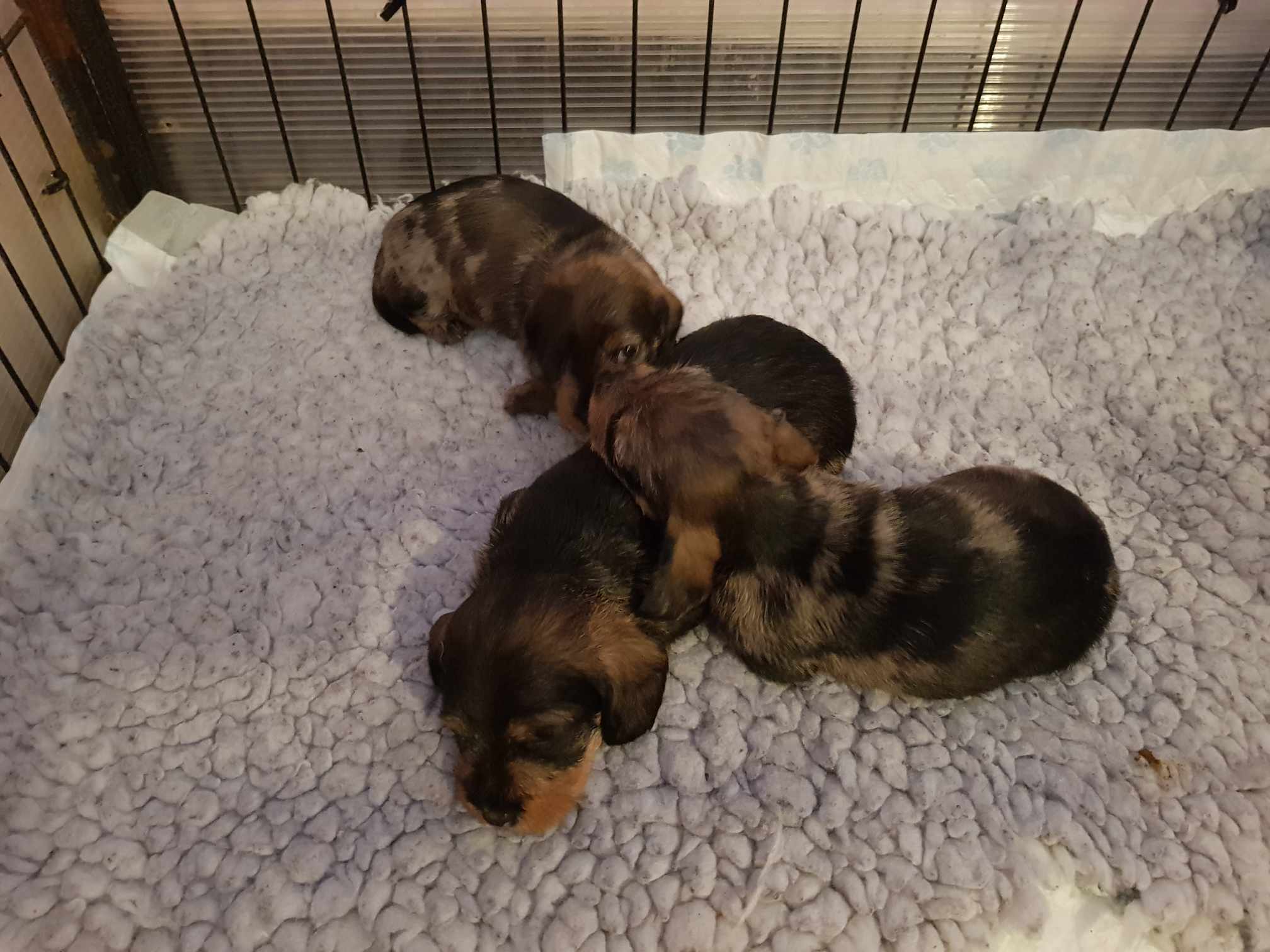 Pups at 3 weeks