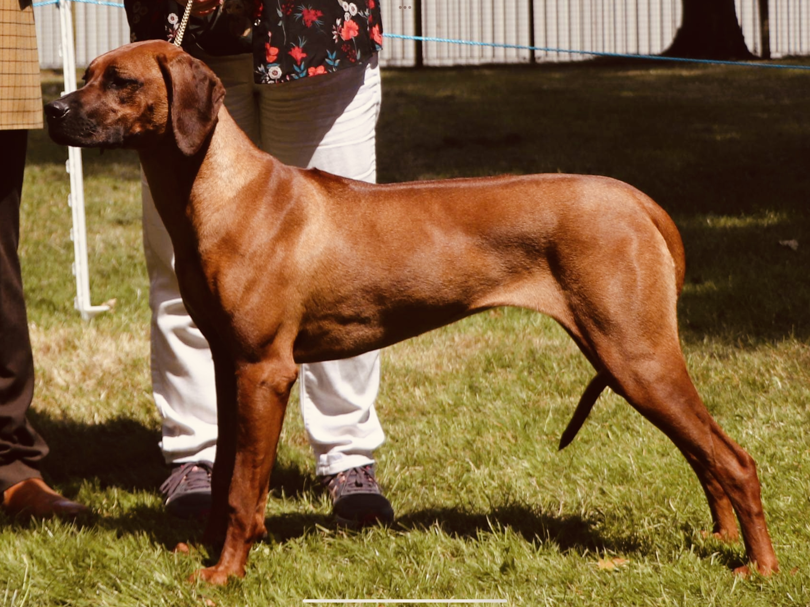 One of Rio’s stunning pups from her 2021 Litter