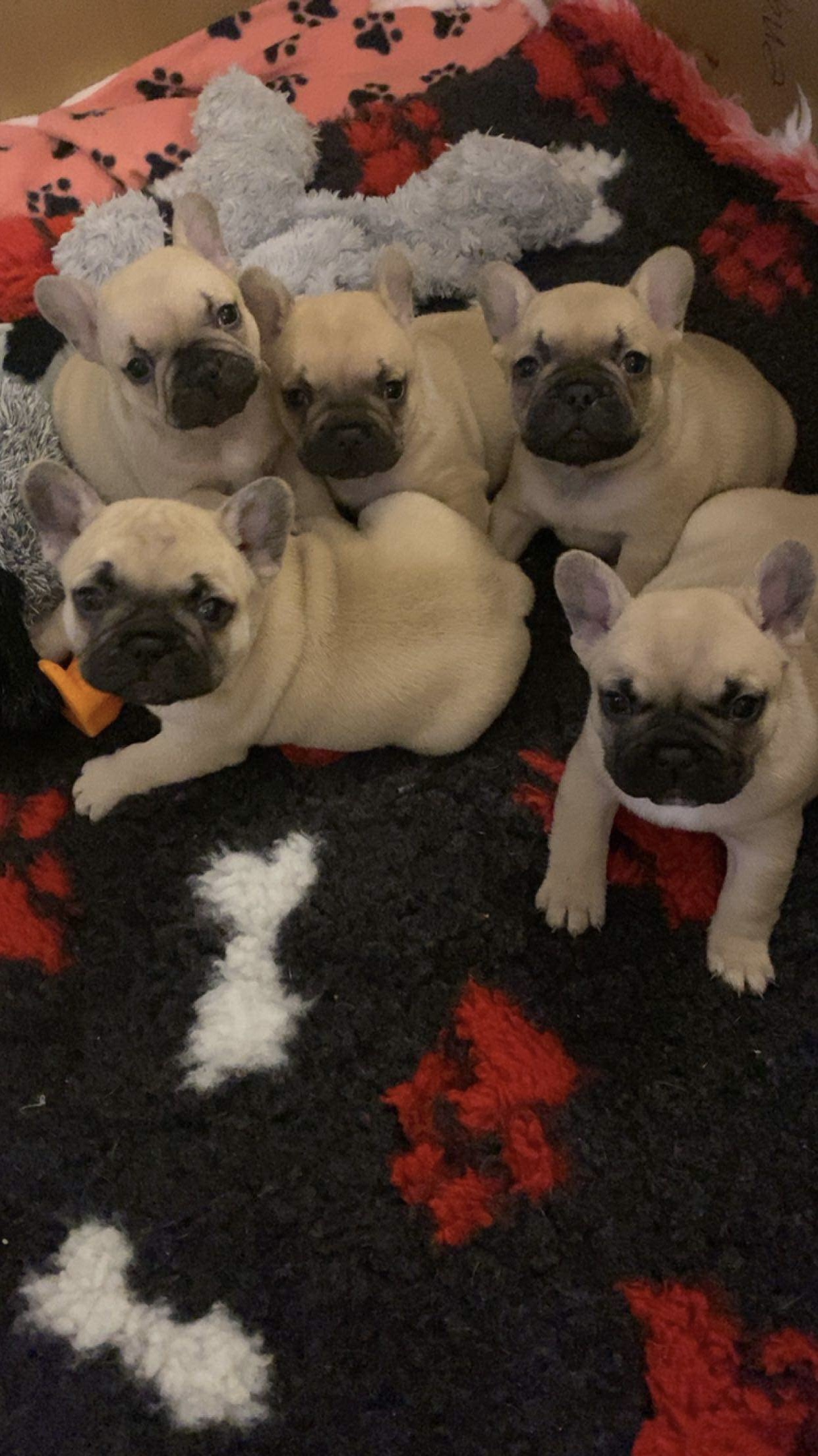 Top Quality Fawn French Bulldogs
