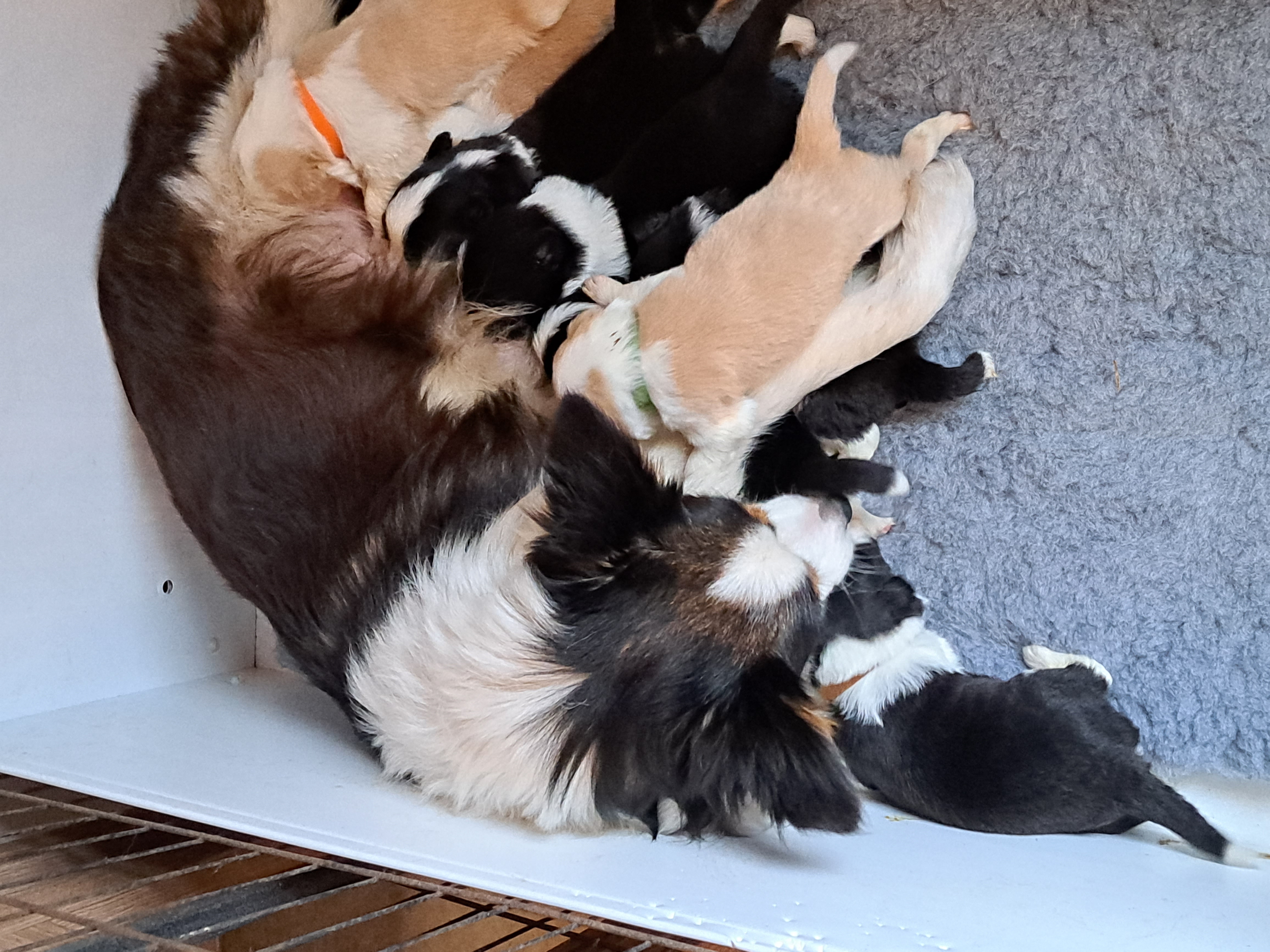 Mum and pups