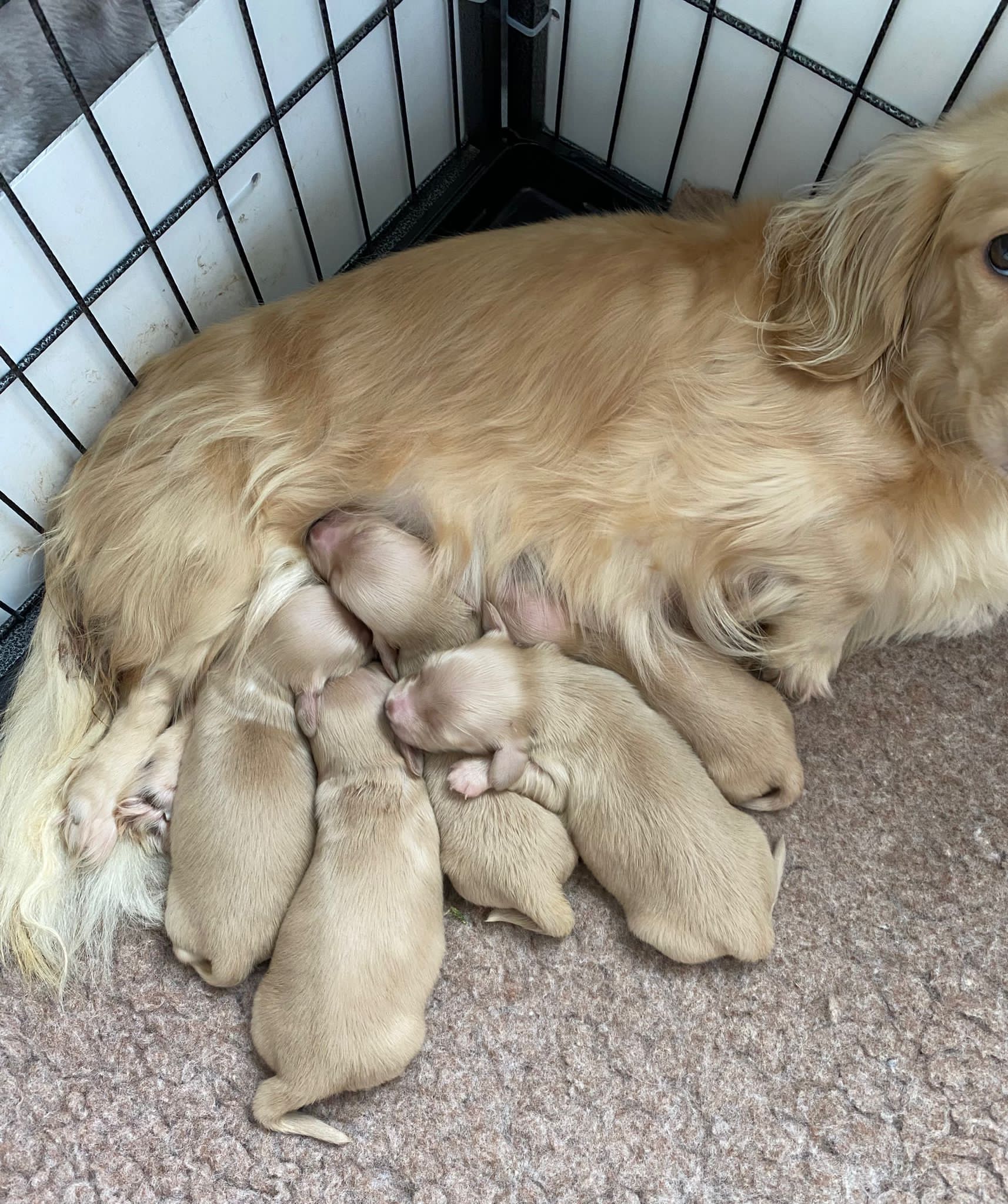 Mum with puppies