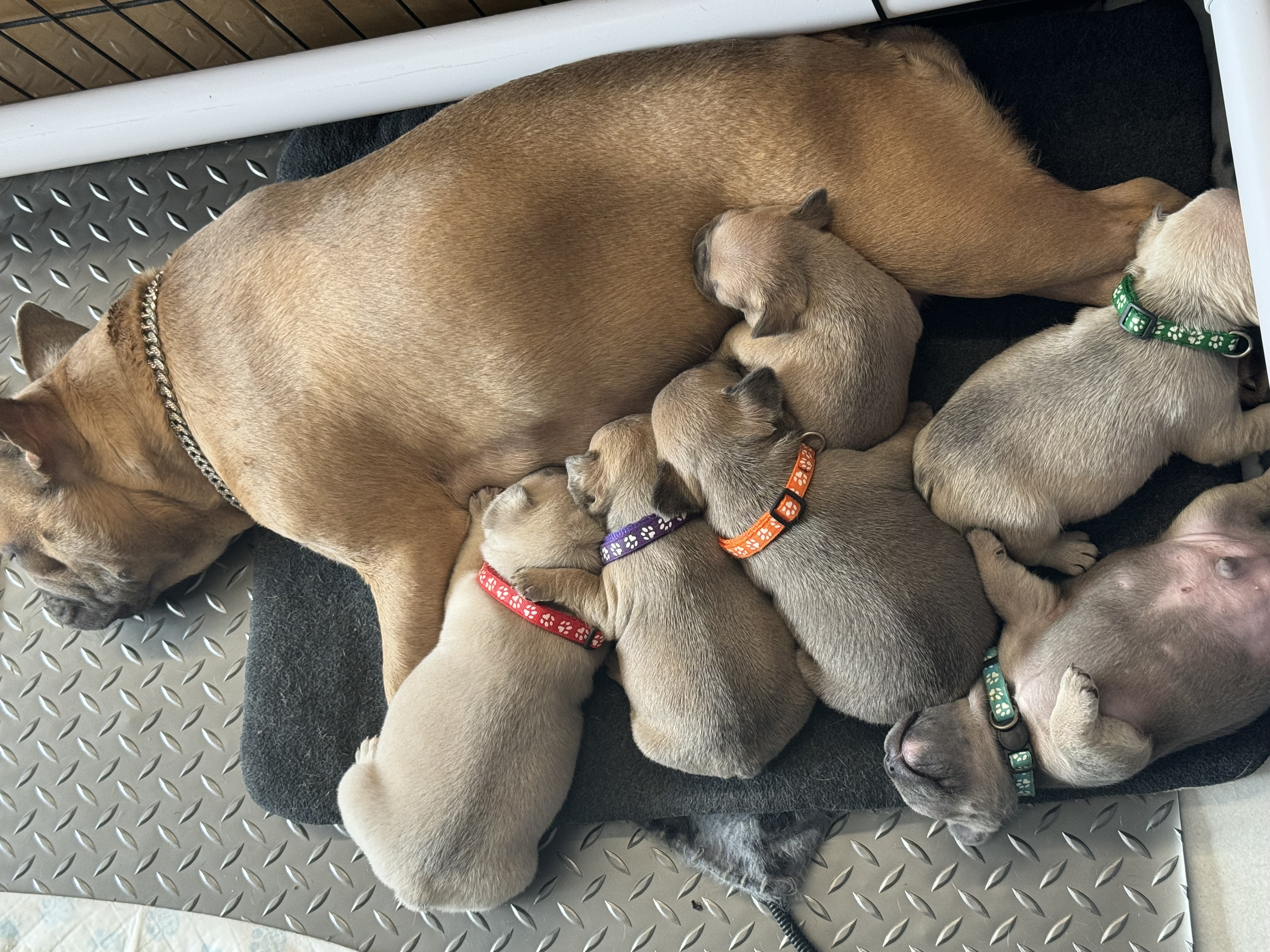 Mum and the 6 Puppies