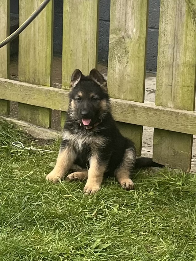 German shepherd puppies