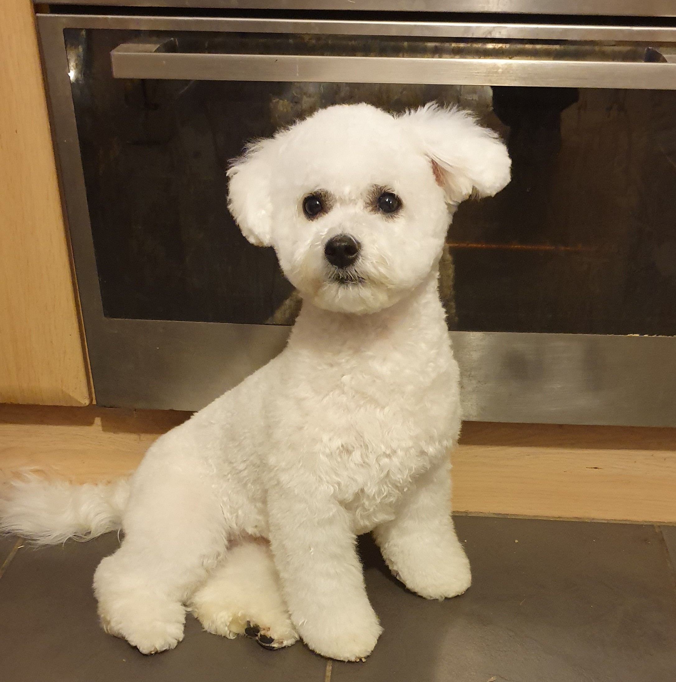 mum is top quality bichon fries with she is very pretty with a beautiful temperament  