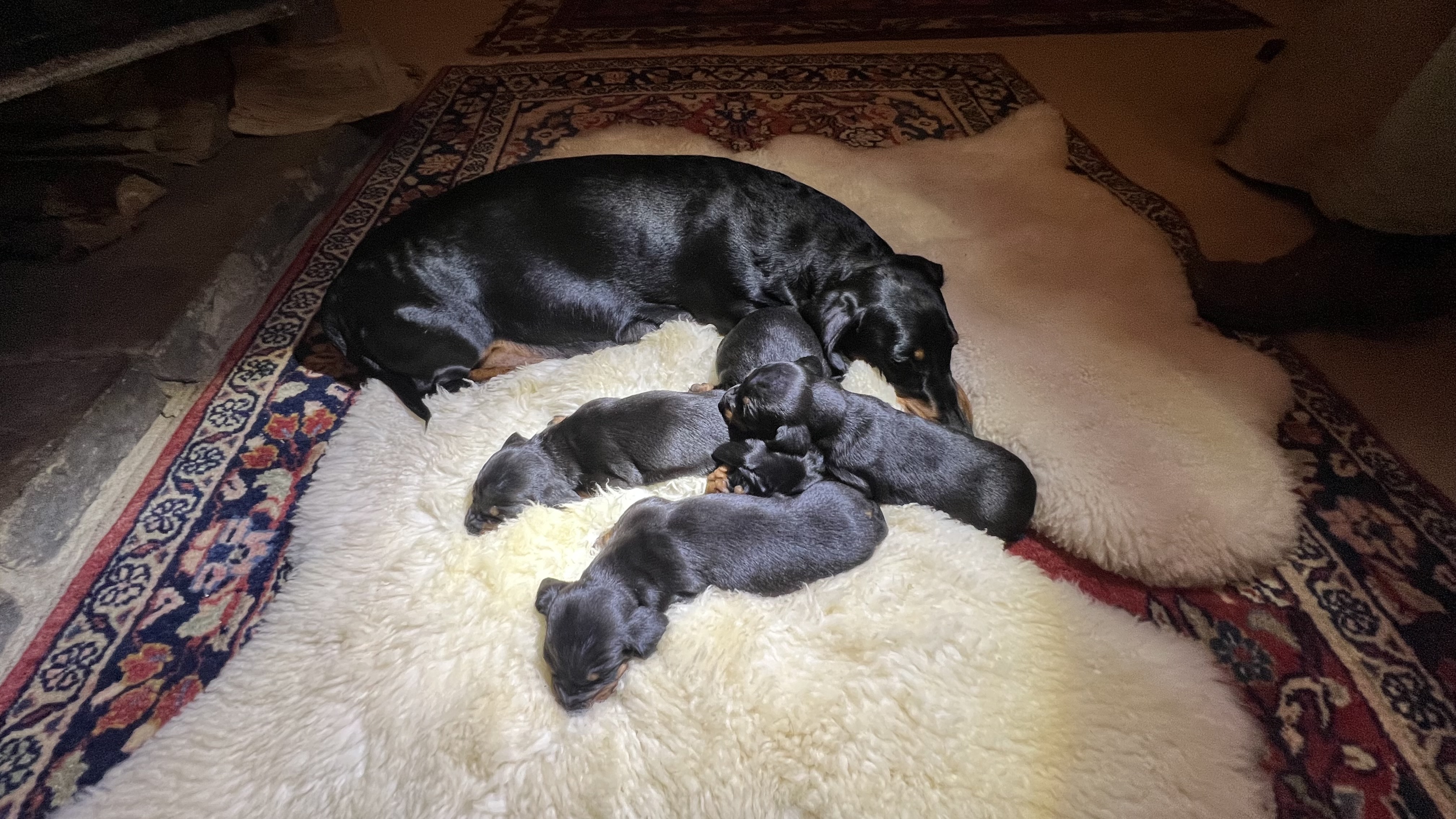 Mother with her puppies