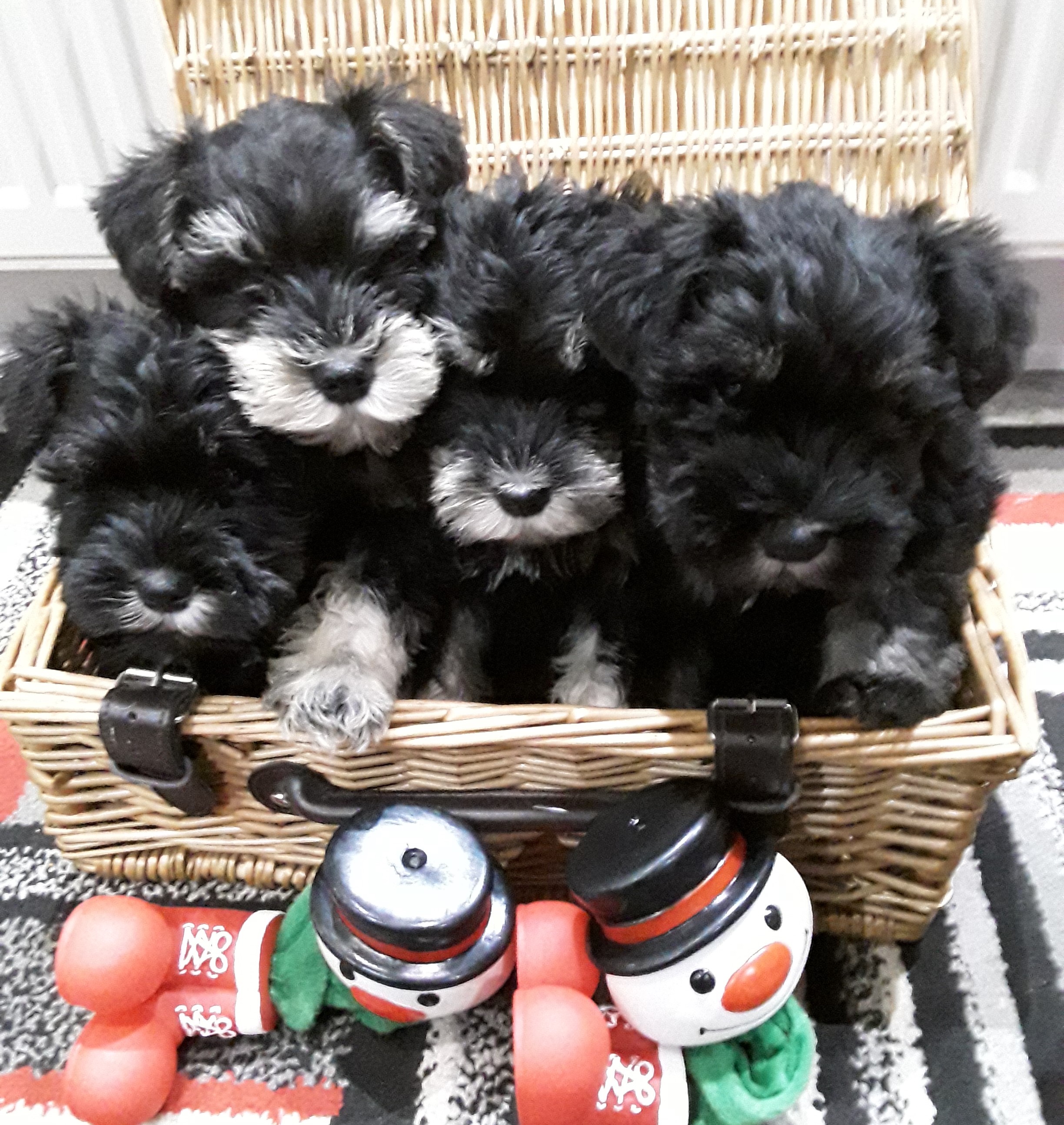 Four beautiful Miniature Schnauzers