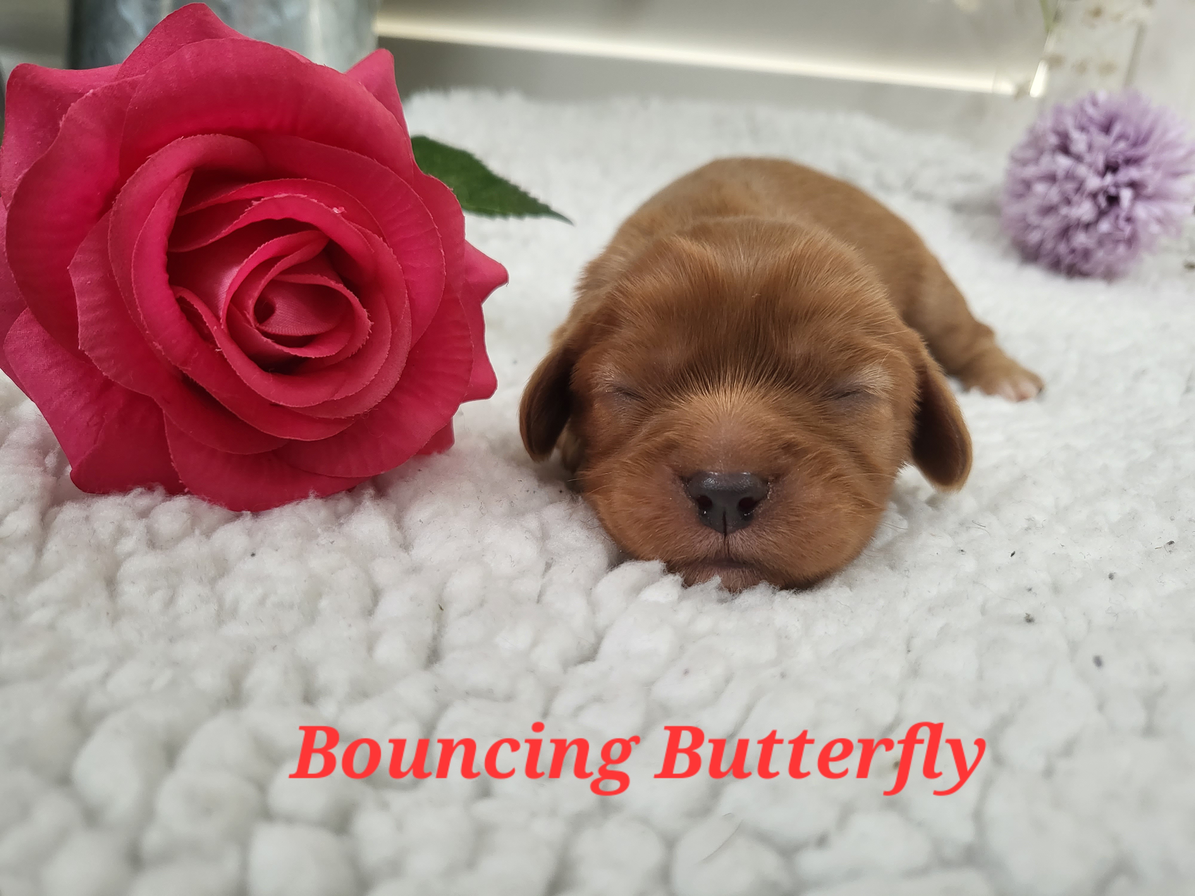 BOUNCING BUTTERFLY