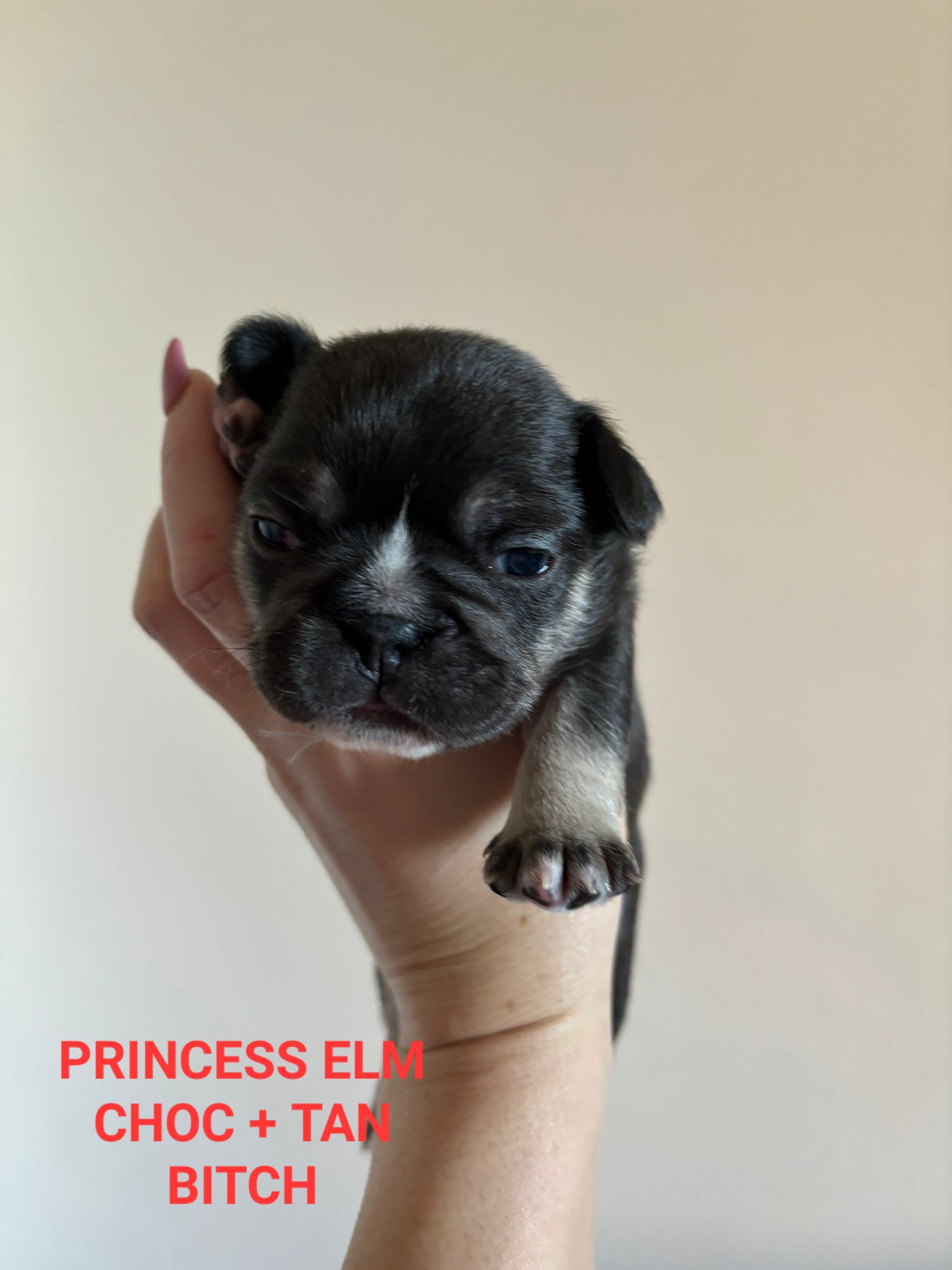 PRINCESS ELM